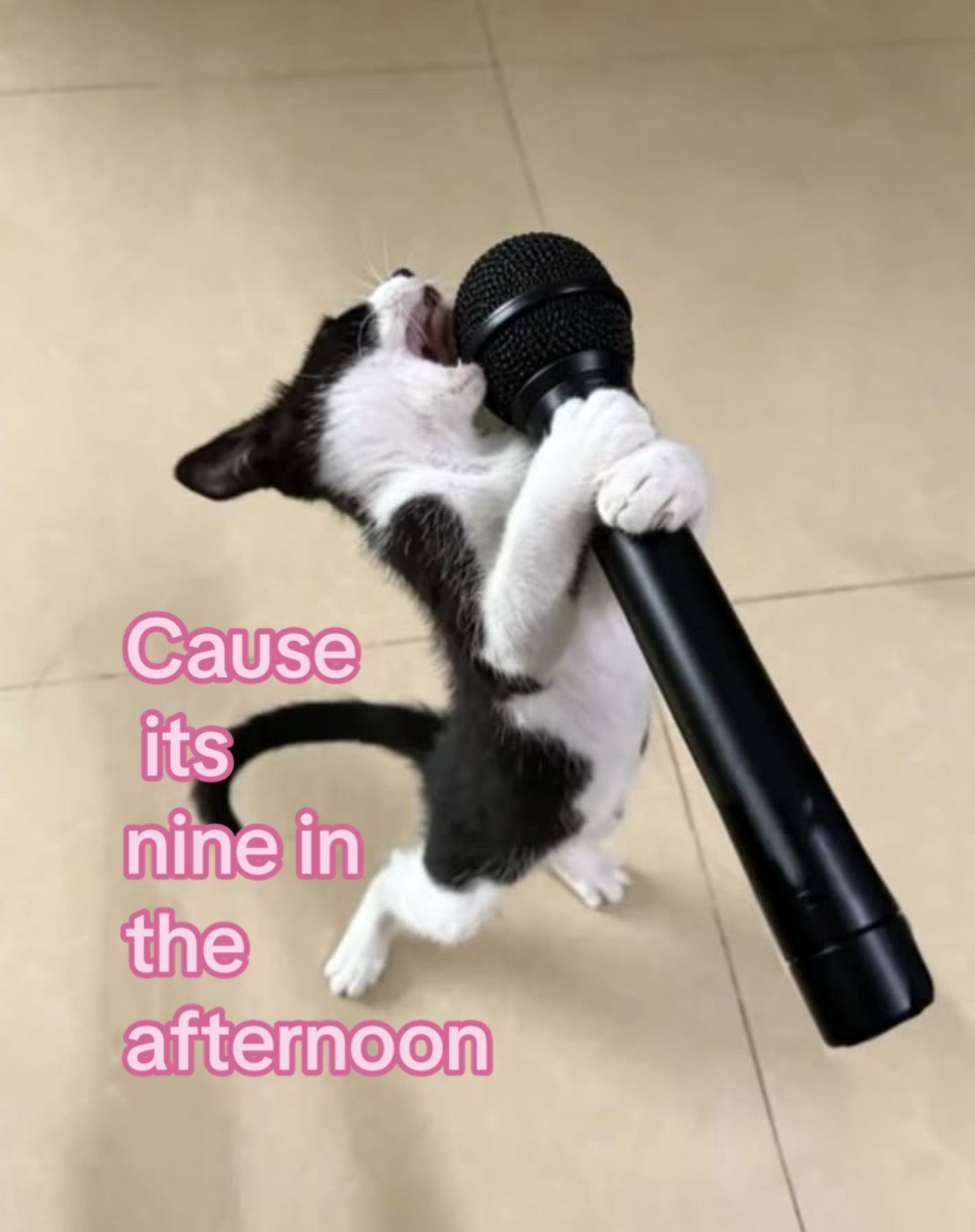 @KittyAngelRescue