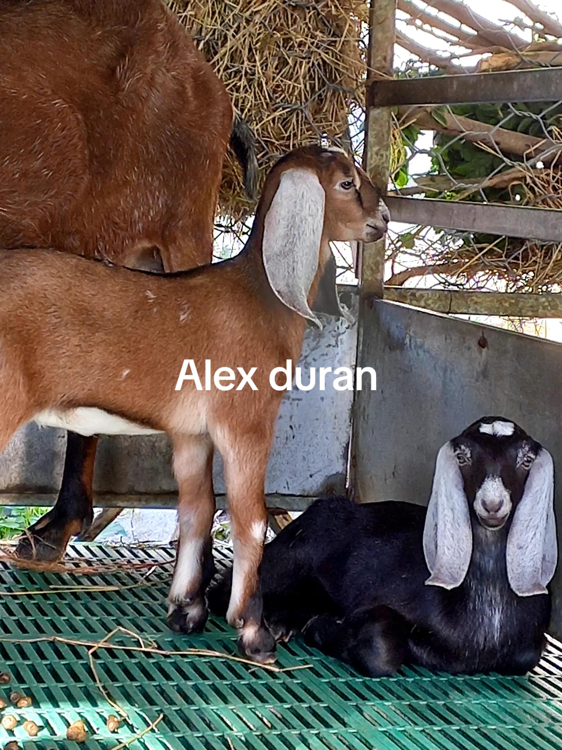 @alexduran7558