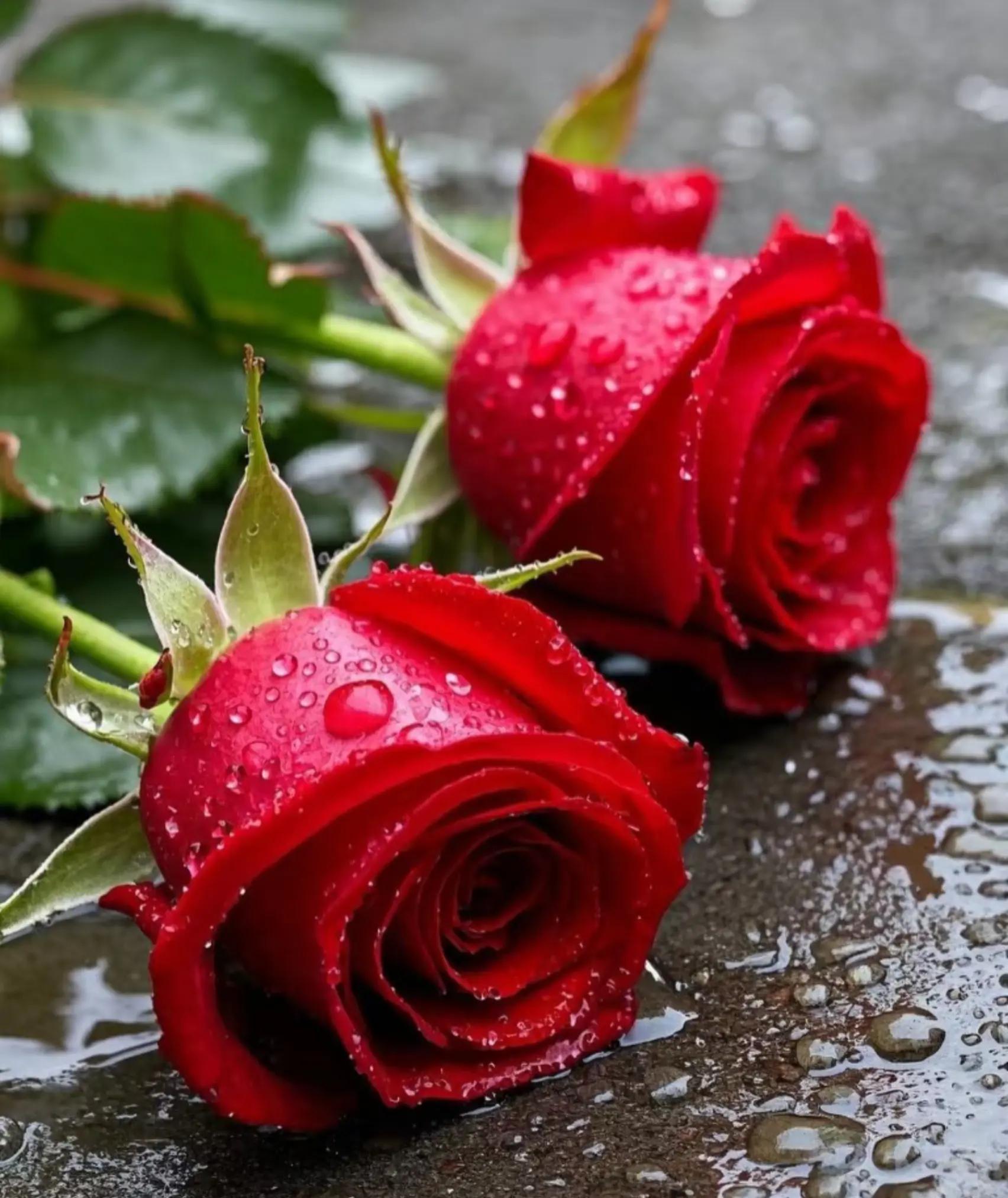 @(◕ᴗ◕✿) Rose-Rain｡◕‿◕｡