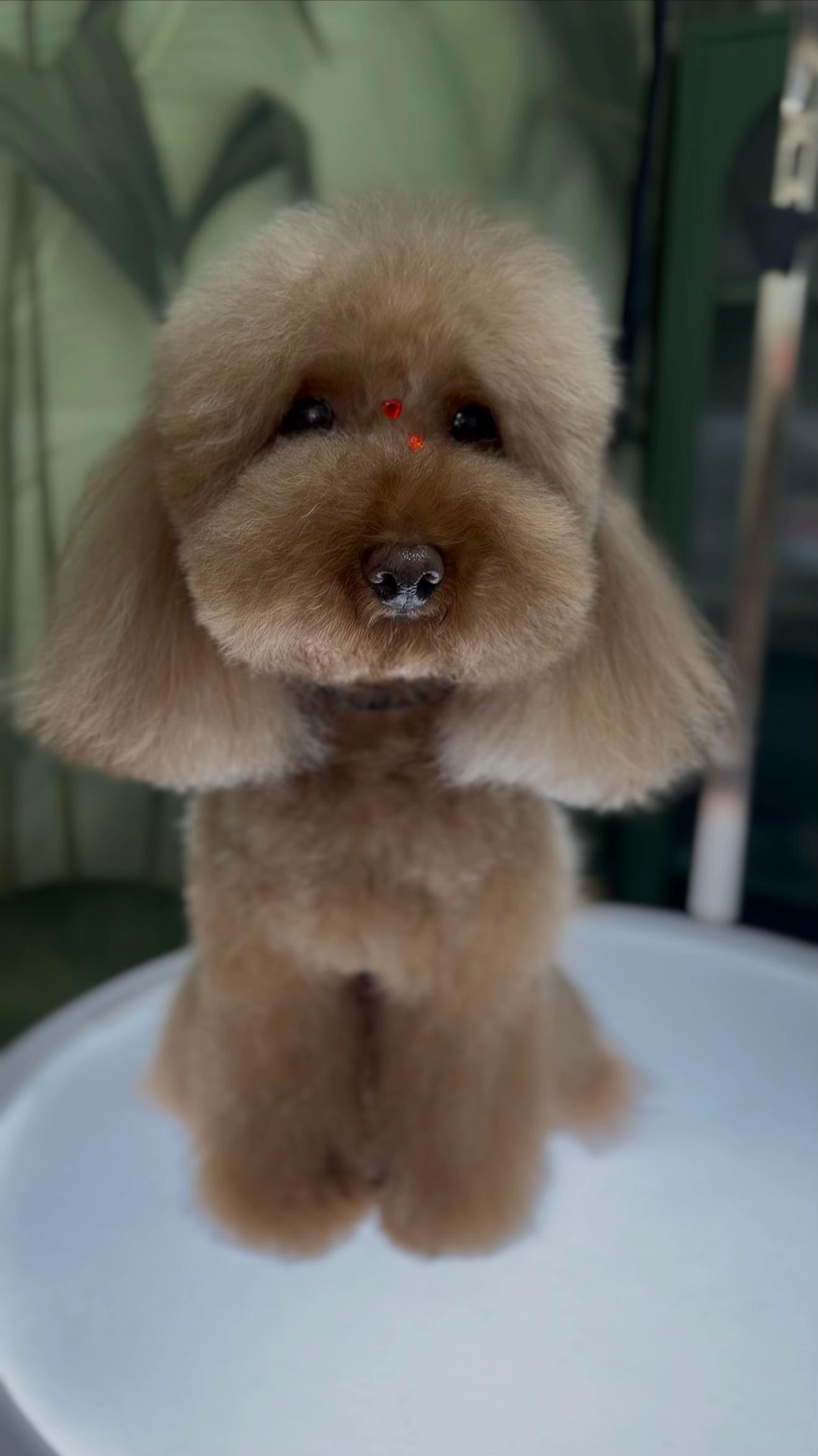 @NewDog Toelettatura & Pet Shop