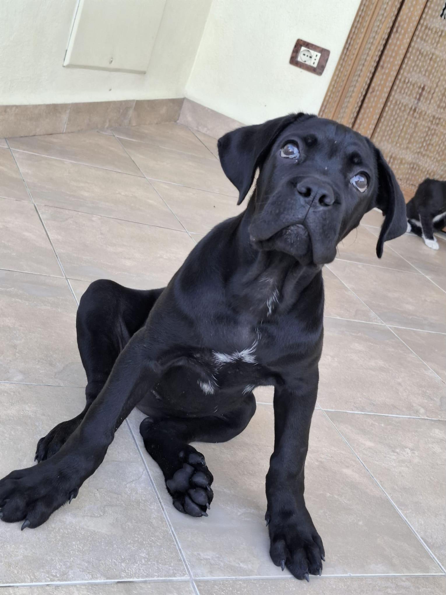 @NeroCaneCorsoKennel