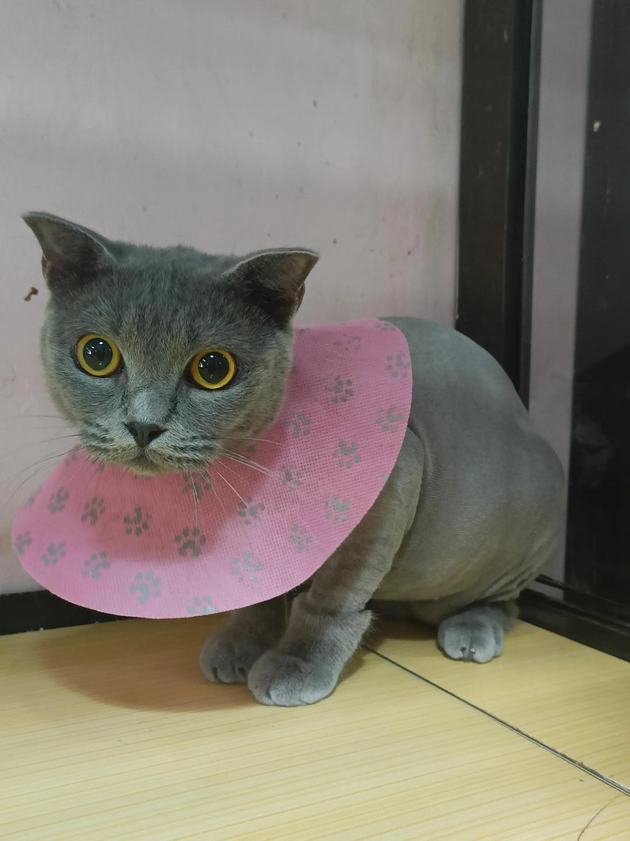 @Bemo Catshop