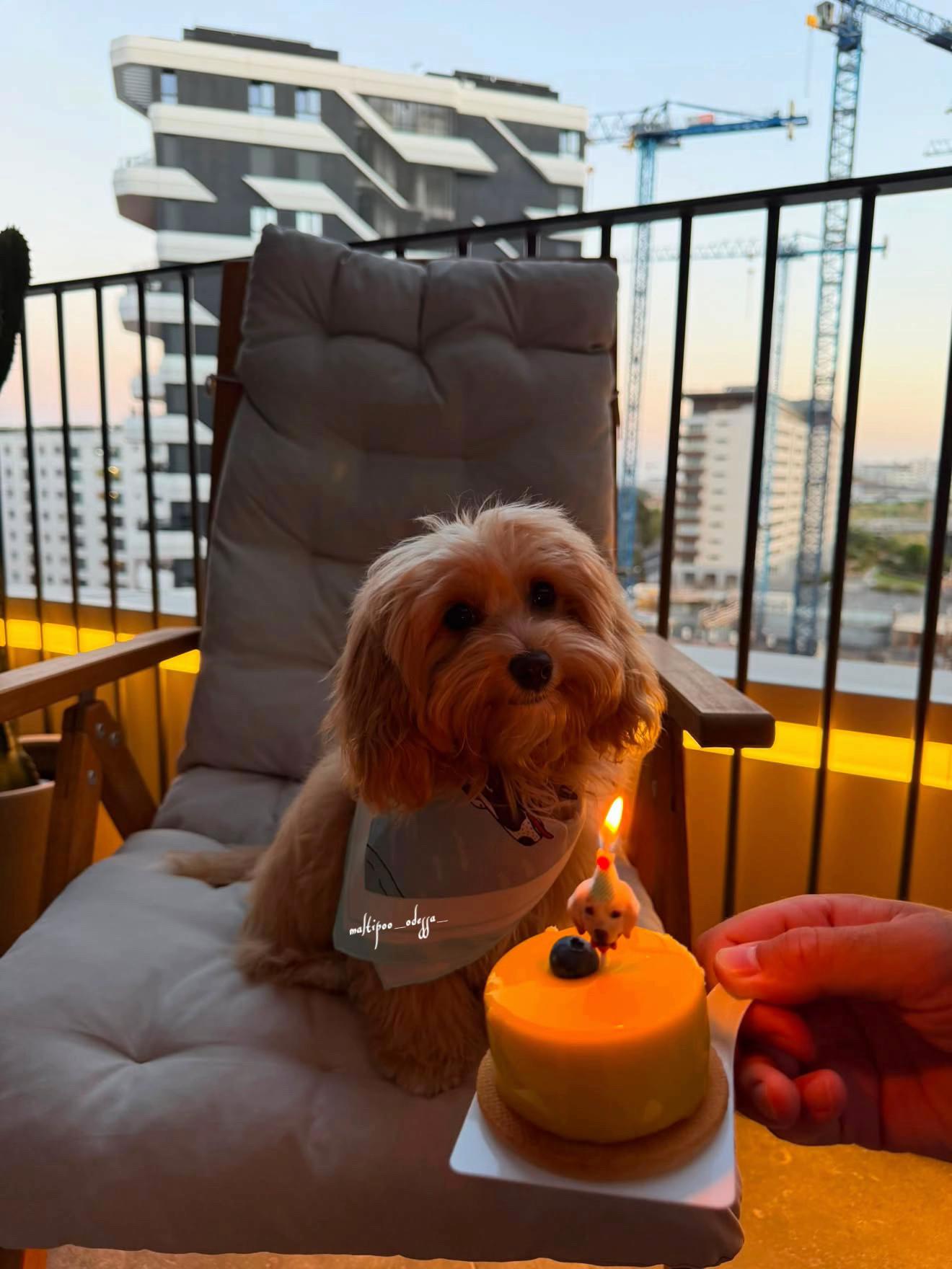 @maltipoo_odessa_