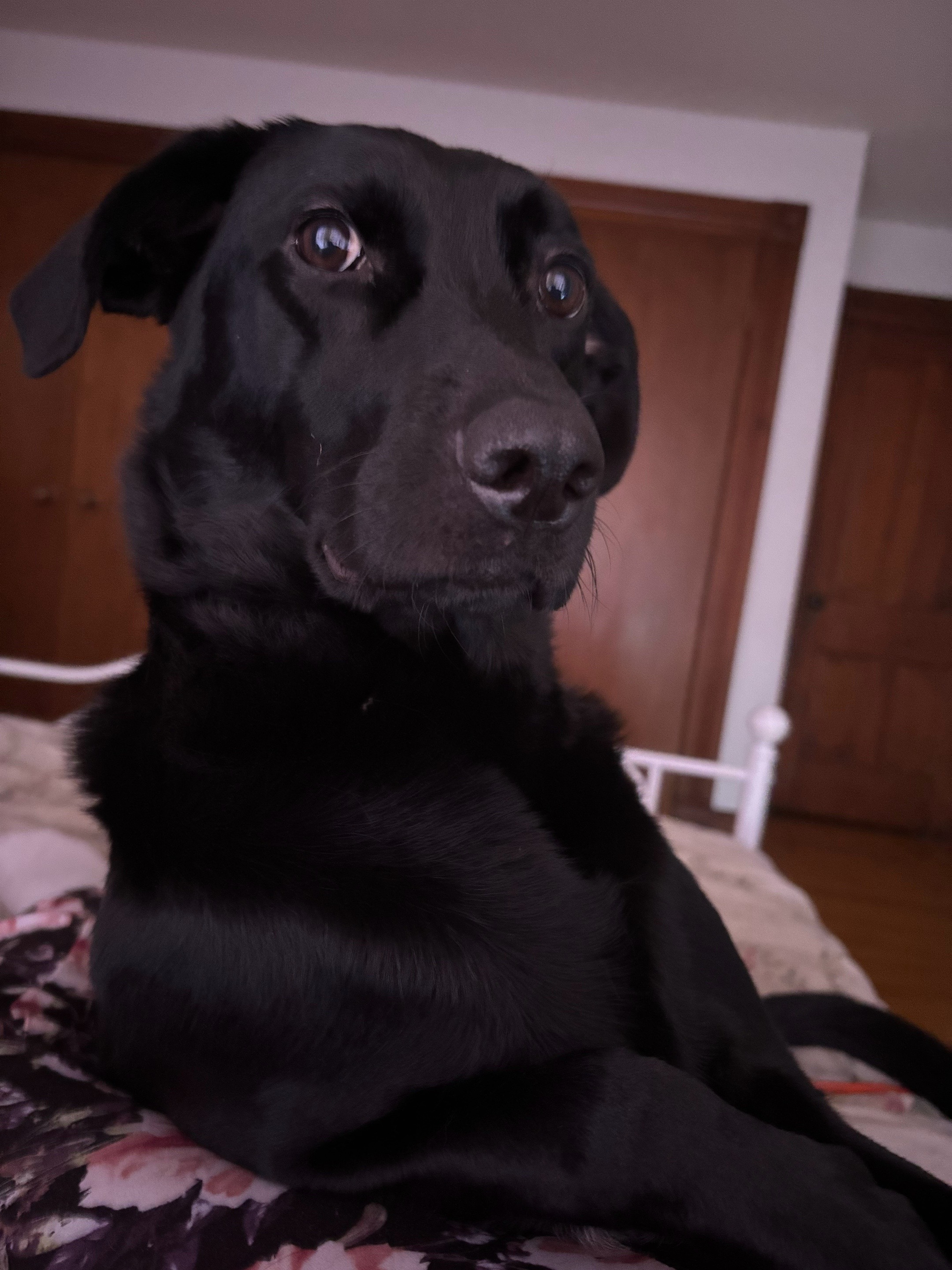 @lorrimorkovci