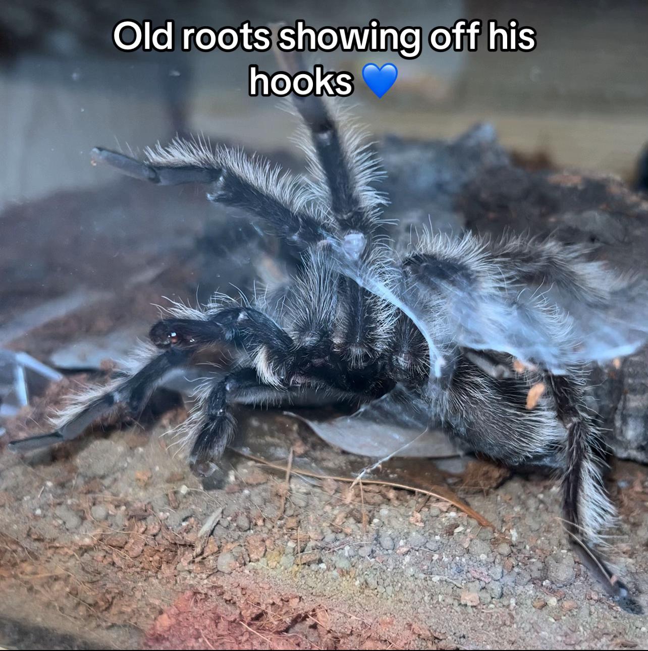 @The Tarantula twins 🕷️