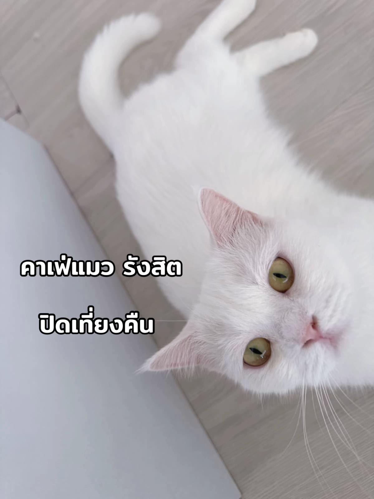 @คาเฟ่แมวโมริ Mori cat cafe'