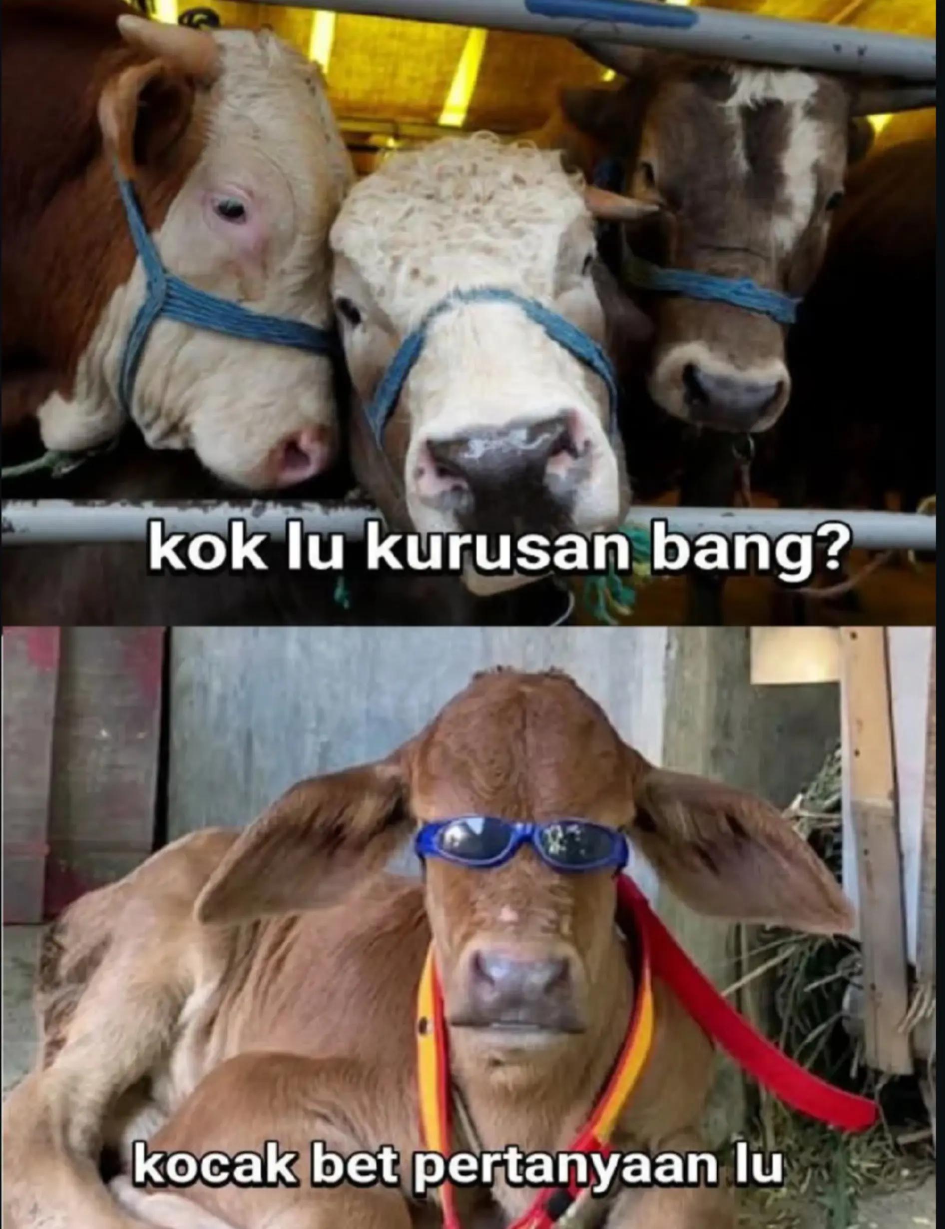 @Heinzz