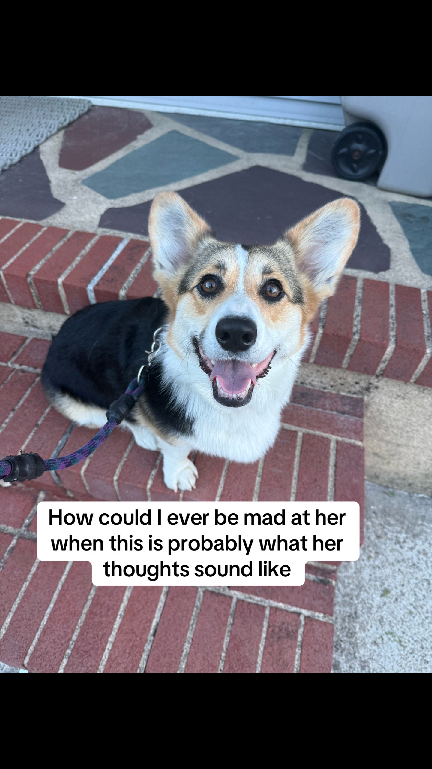 @Cannoli the Corgi