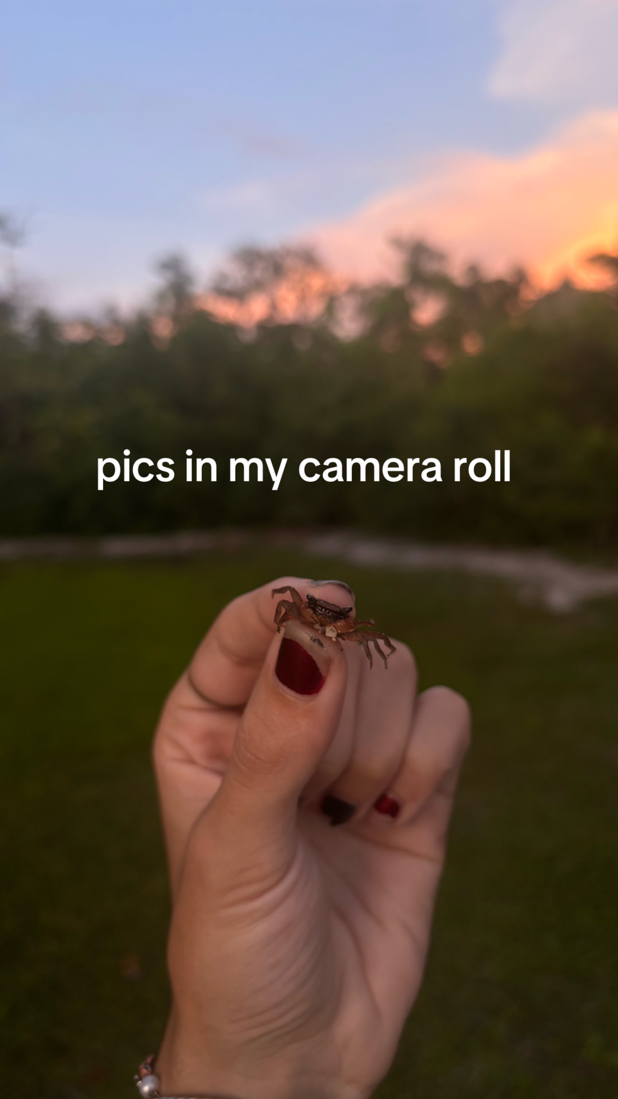 @tortellini