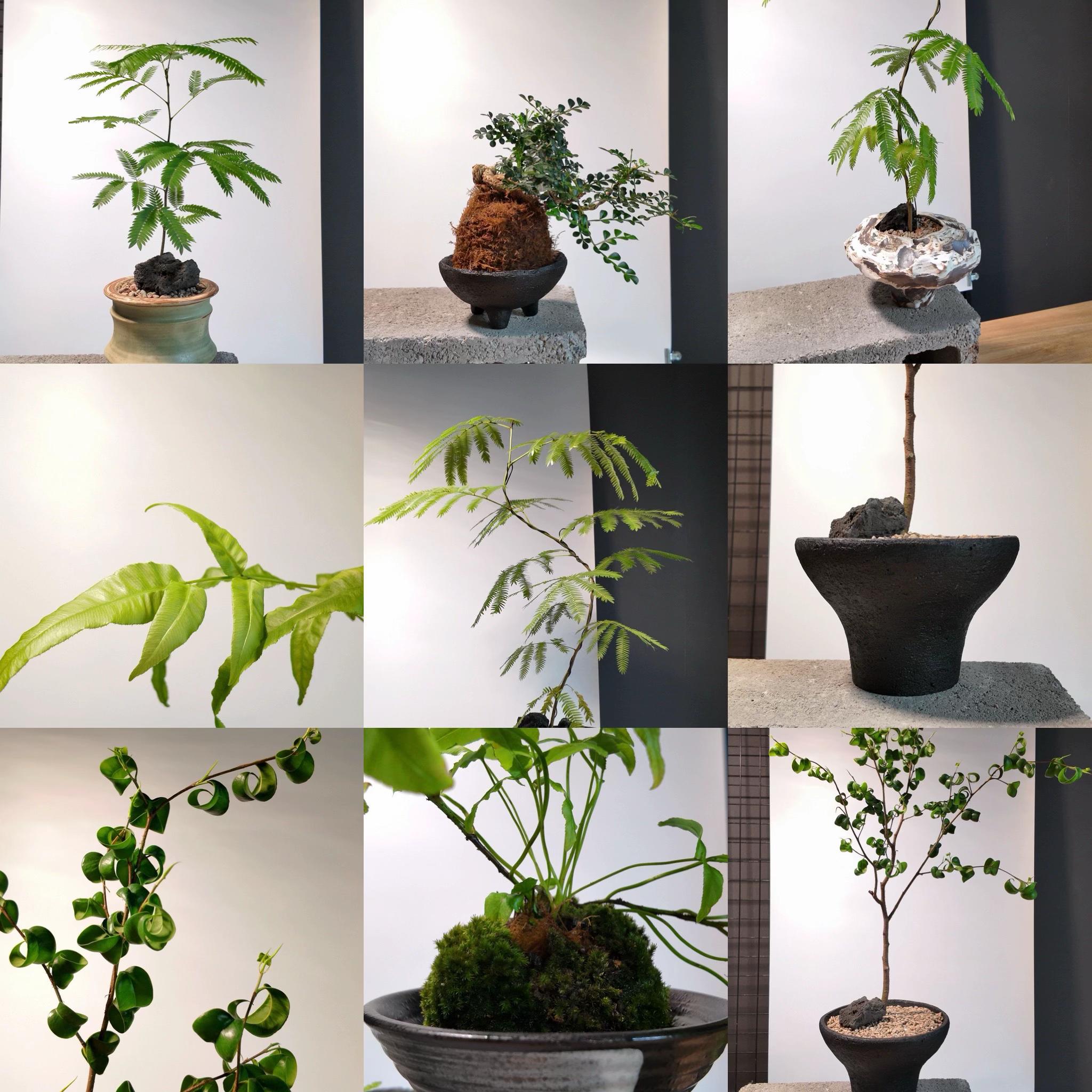 @Bảo tàng lá