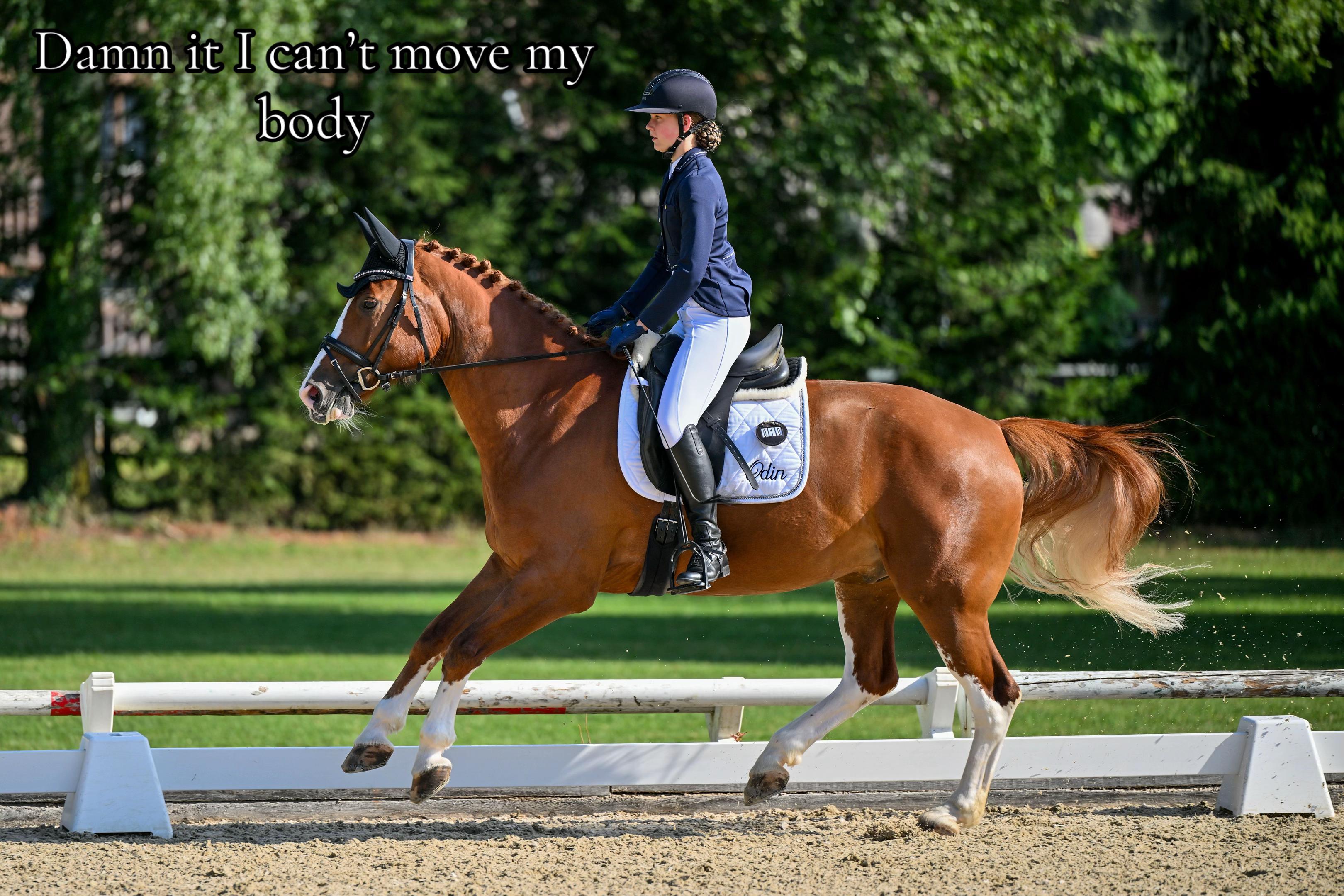 @_.coldblood.dressage_