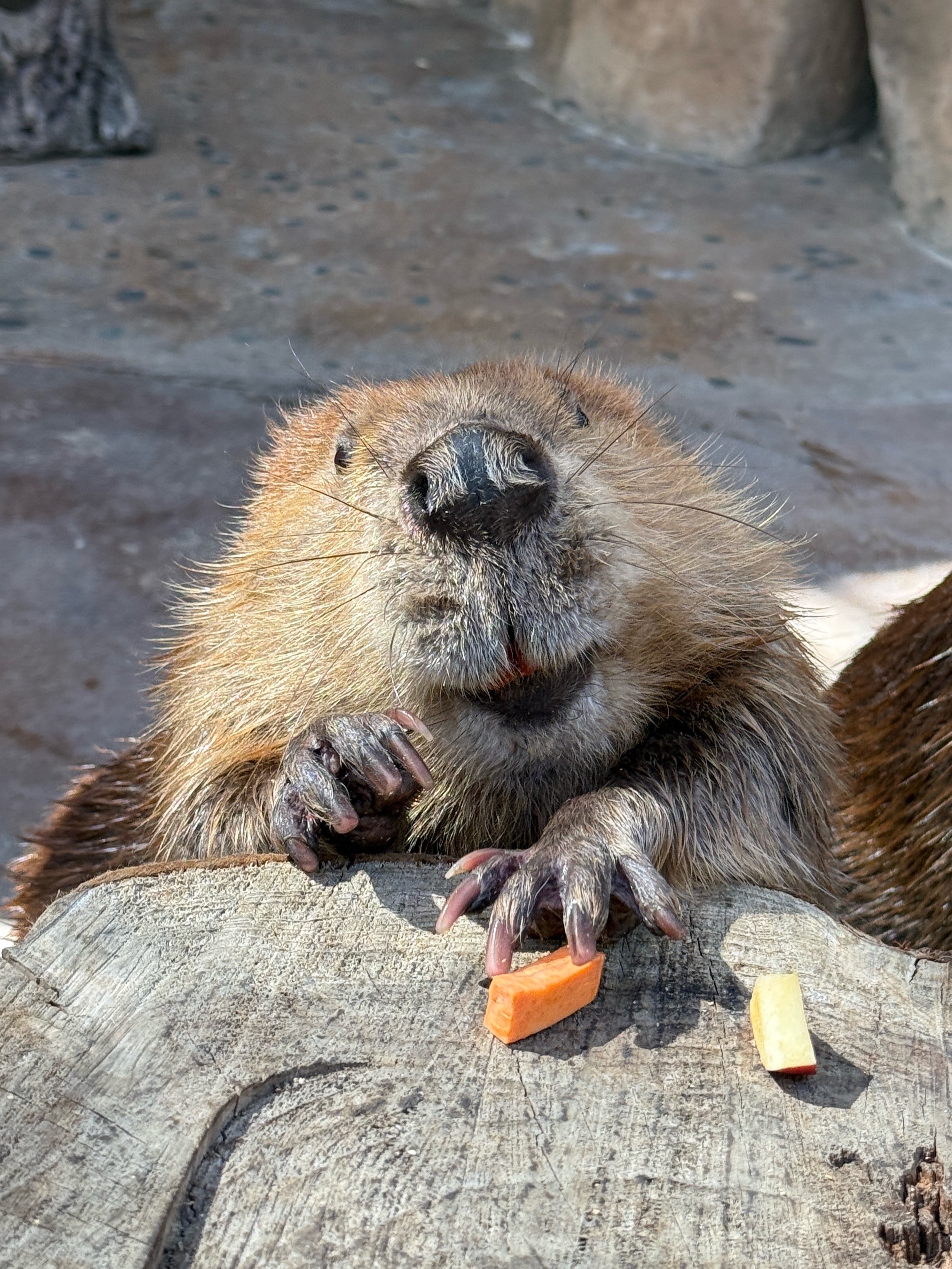 @San Diego Zoo