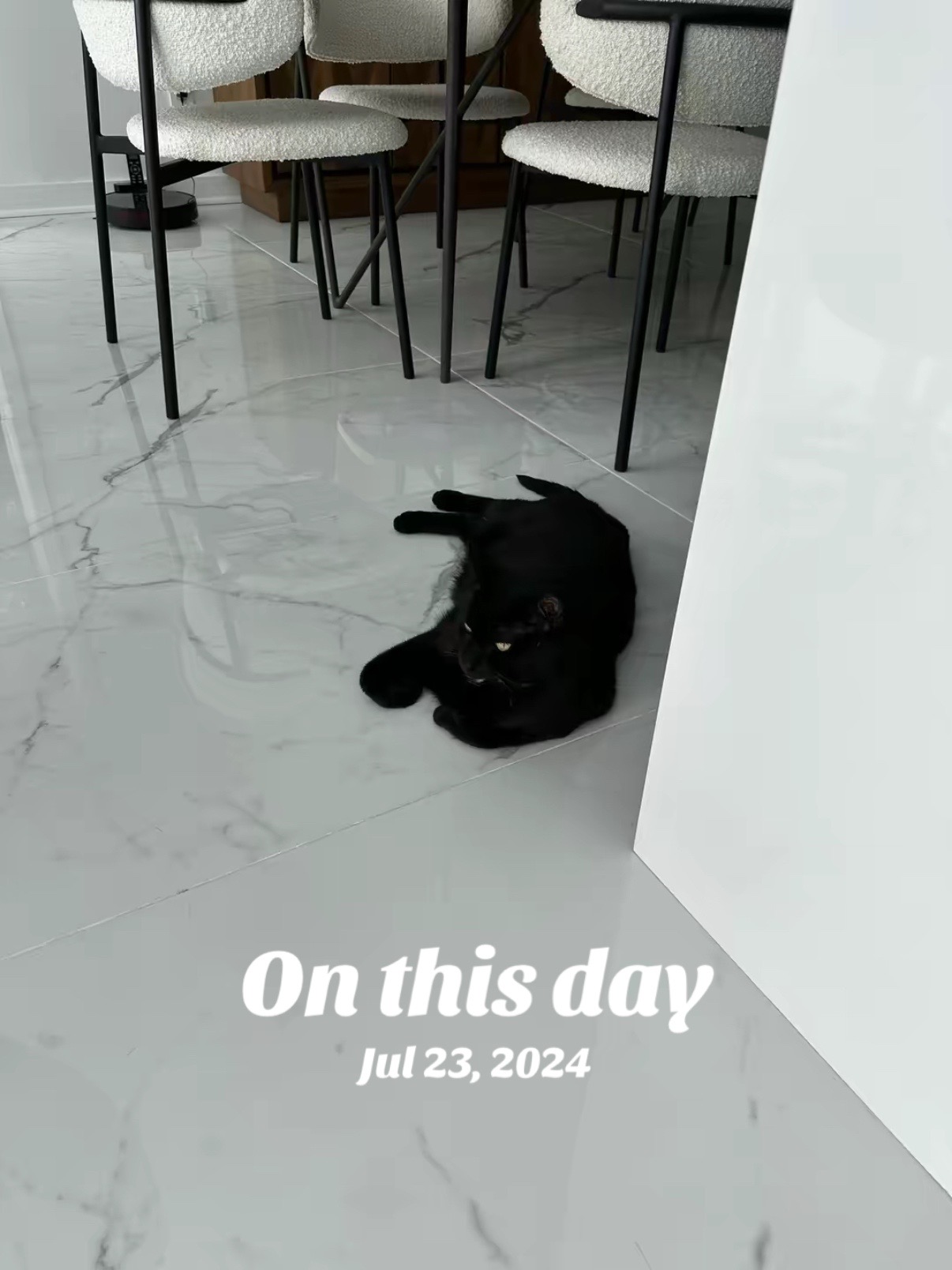 @Oscar Jeremy the cat!