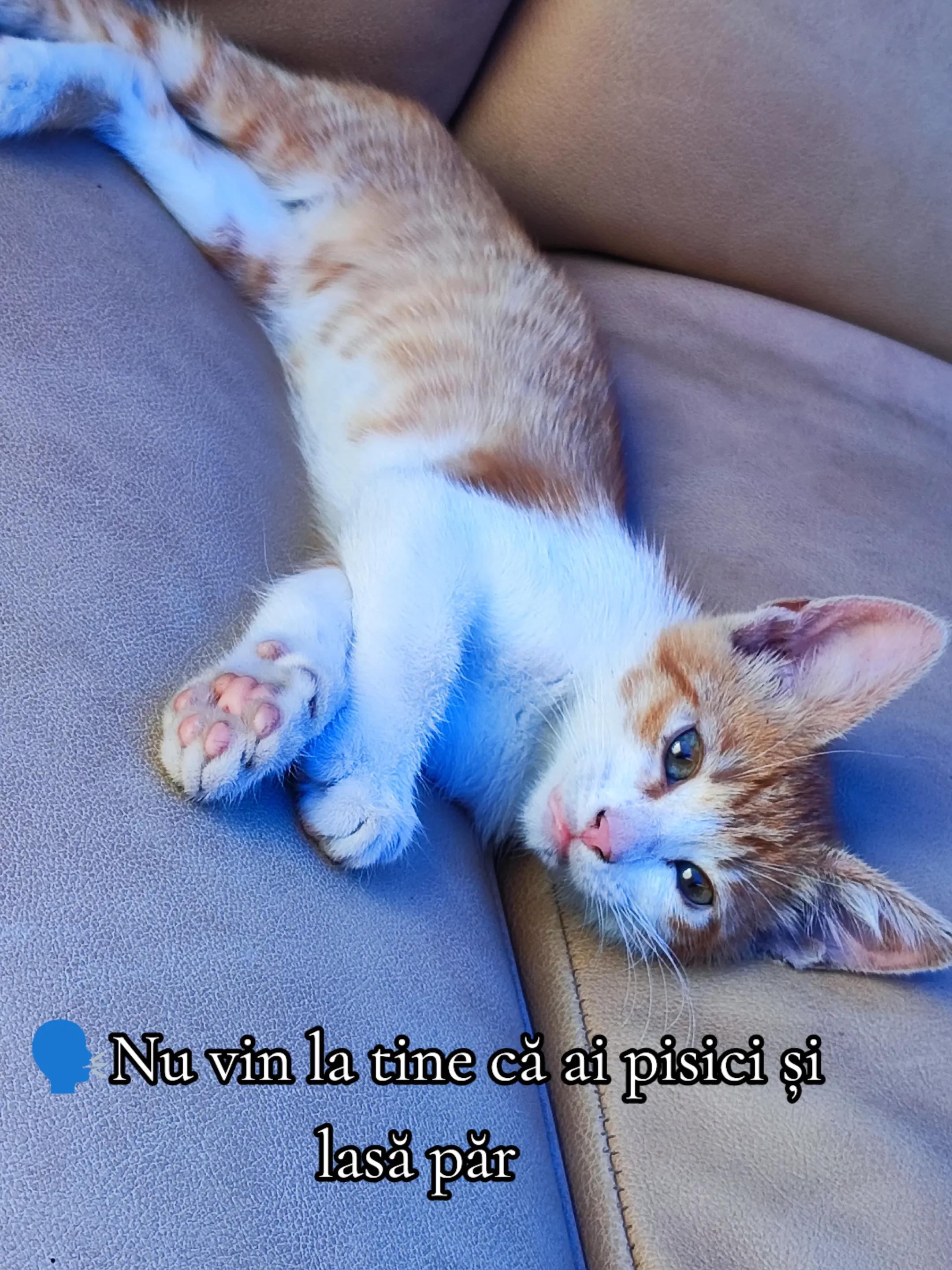 @ɐuɐılnı ɐuǝlǝ