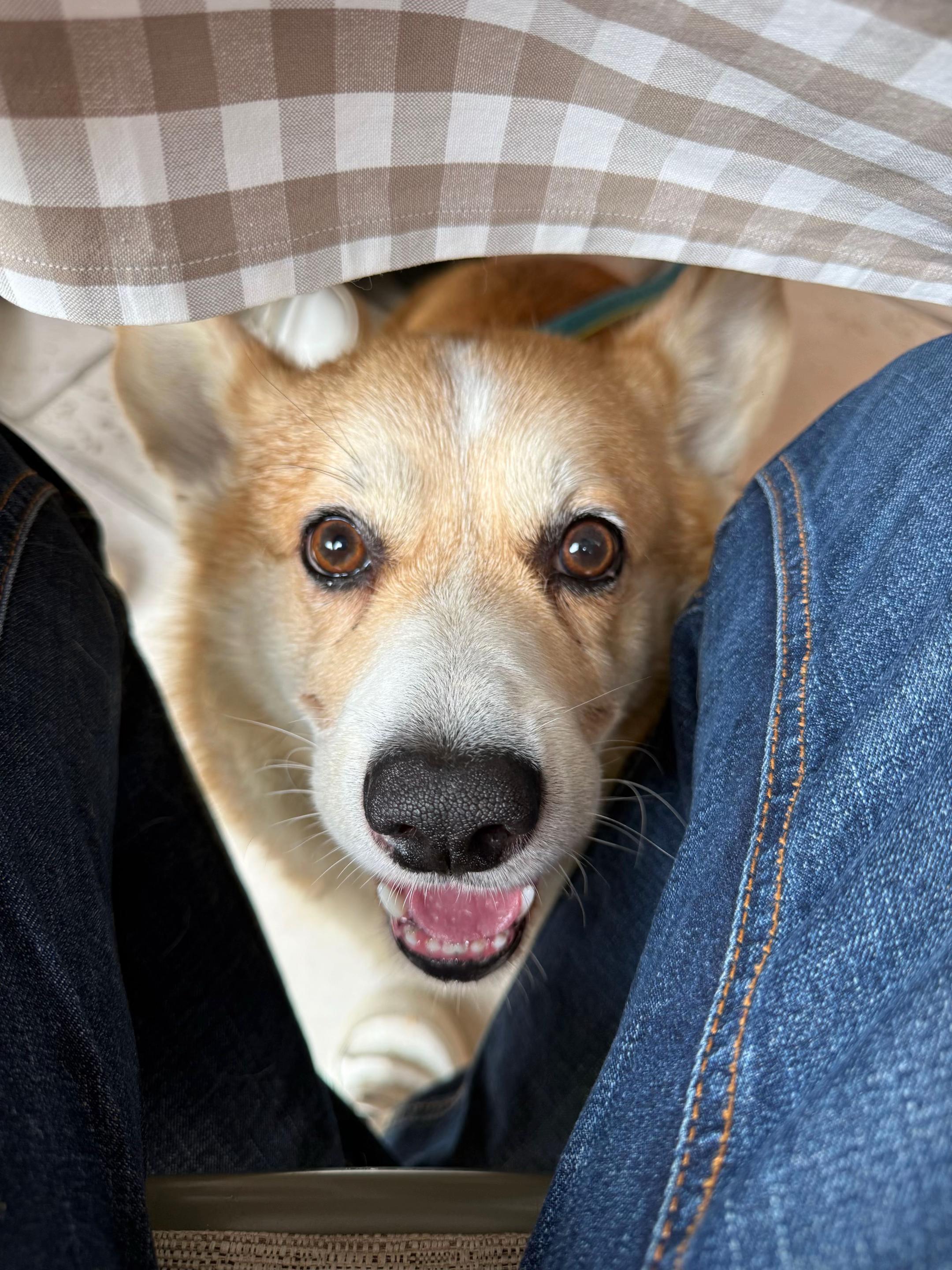 @Cheddar the Corgi
