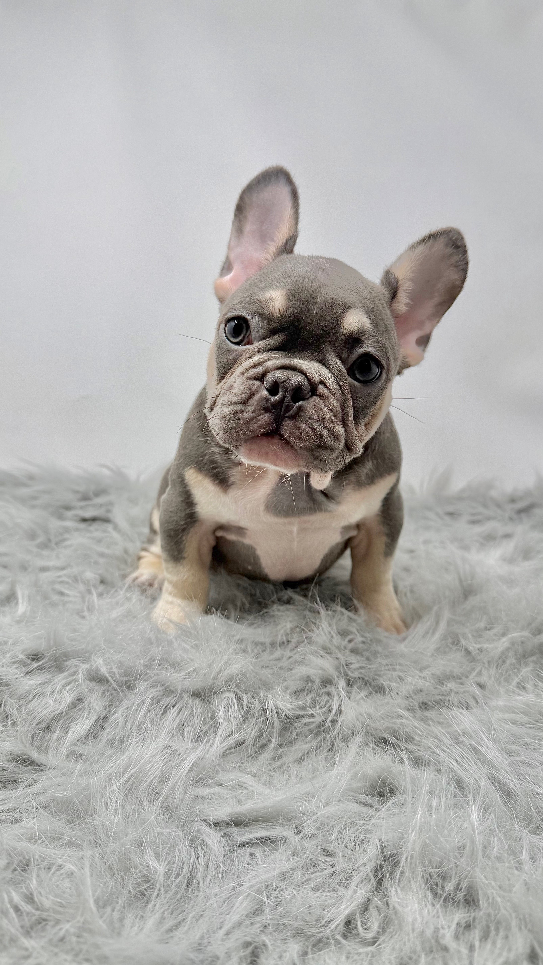 @Flatfacebullyz