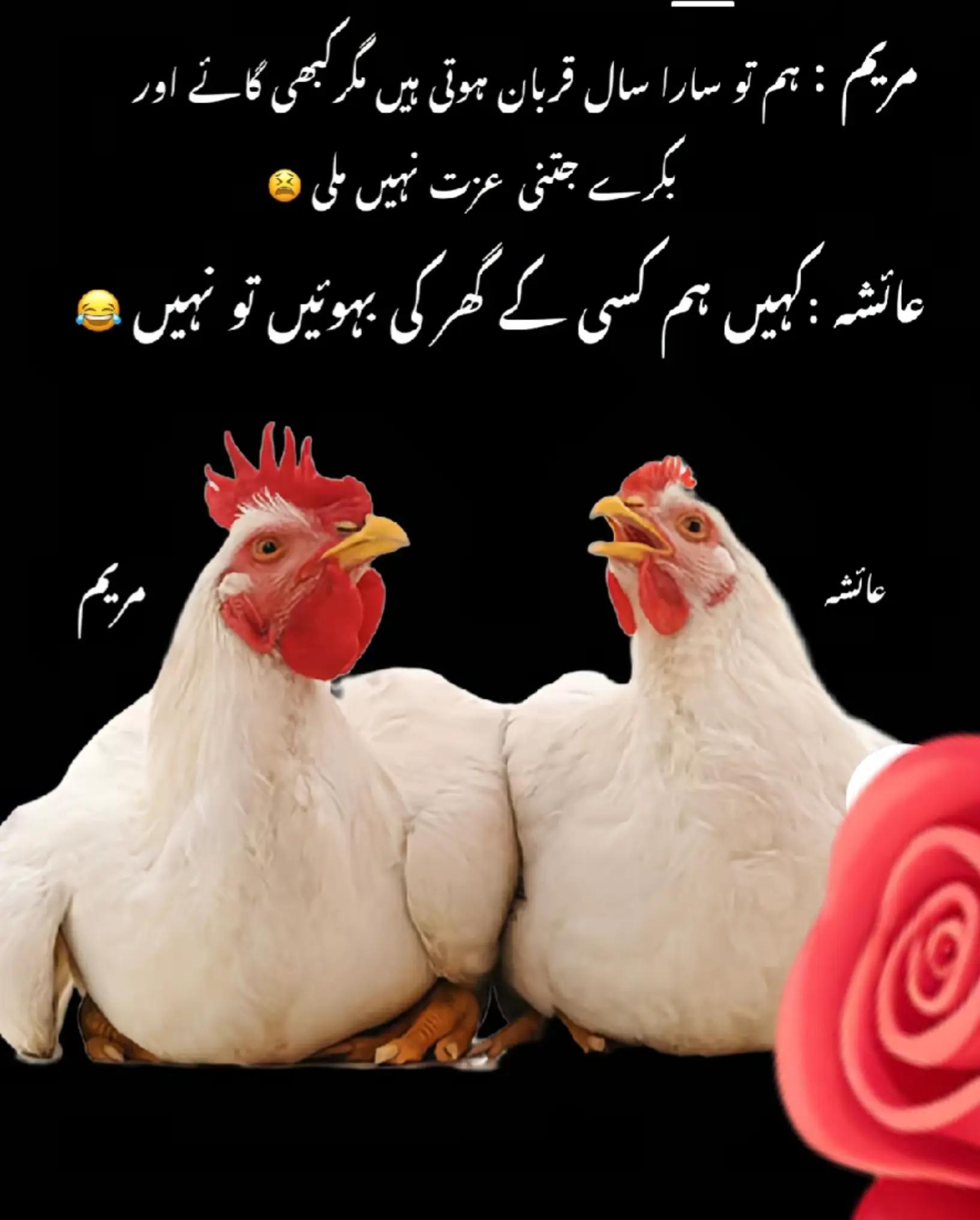 @Madiha Collection