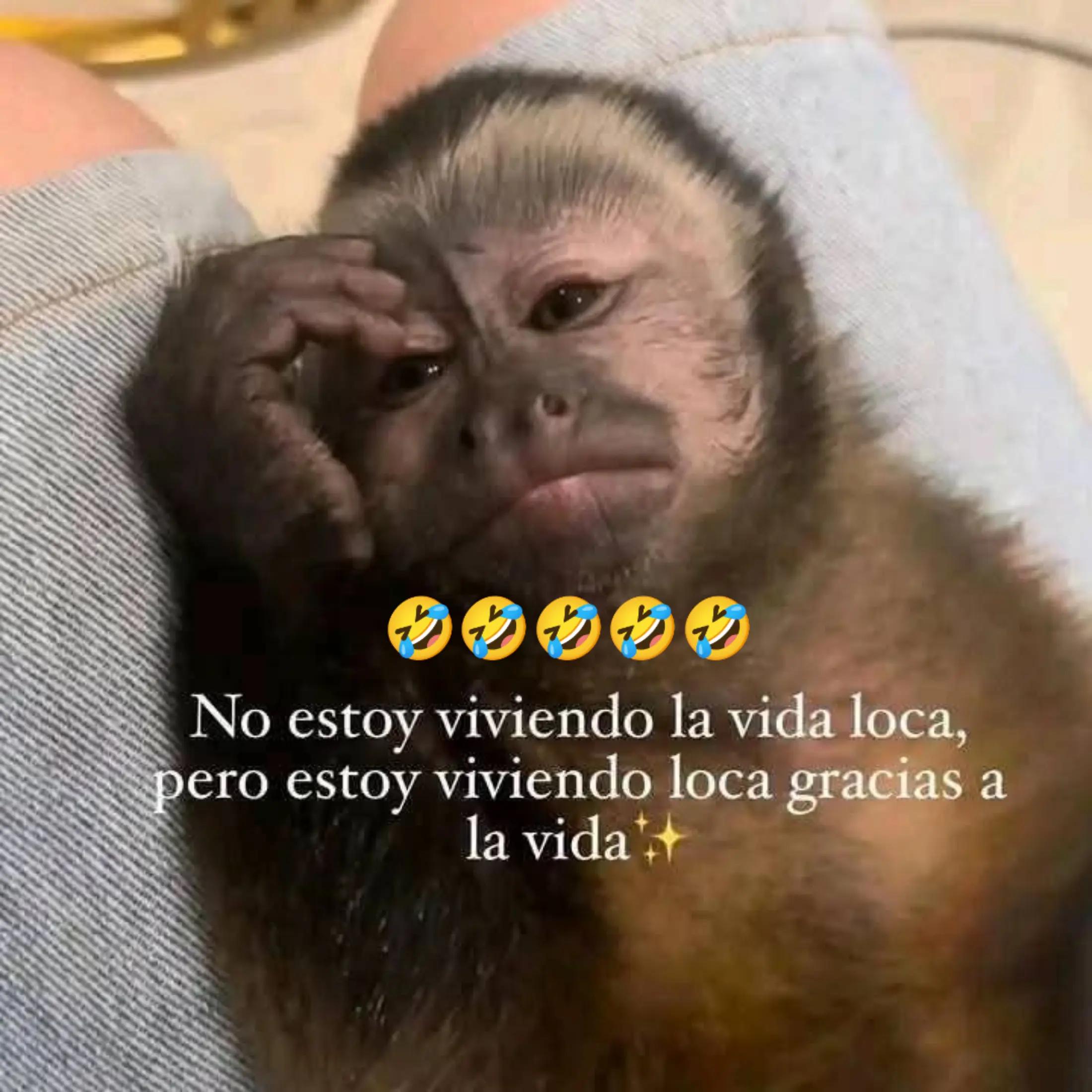 @alileiva ✨🌺🫀🧠🥂
