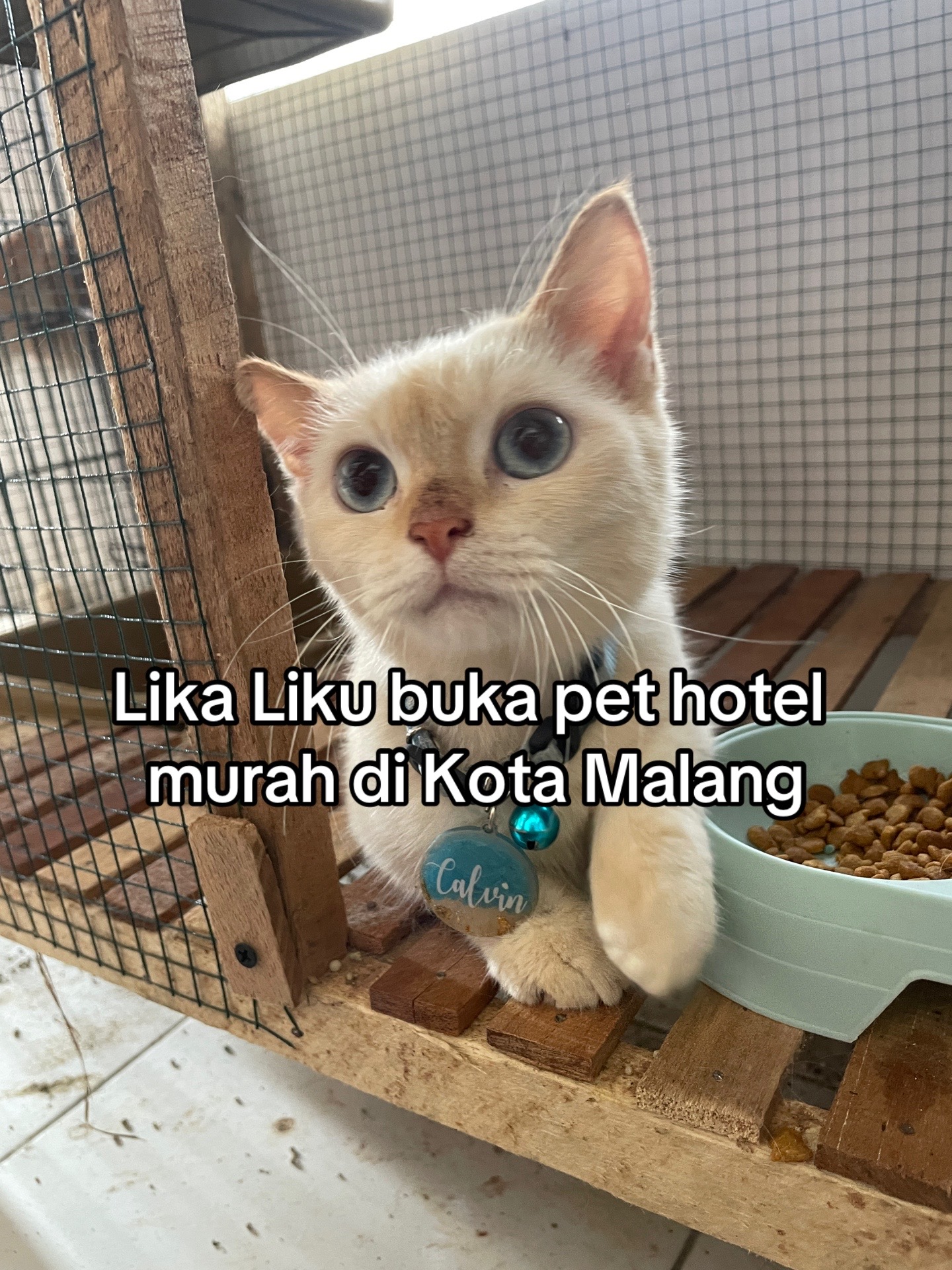 @biskuit&cimul
