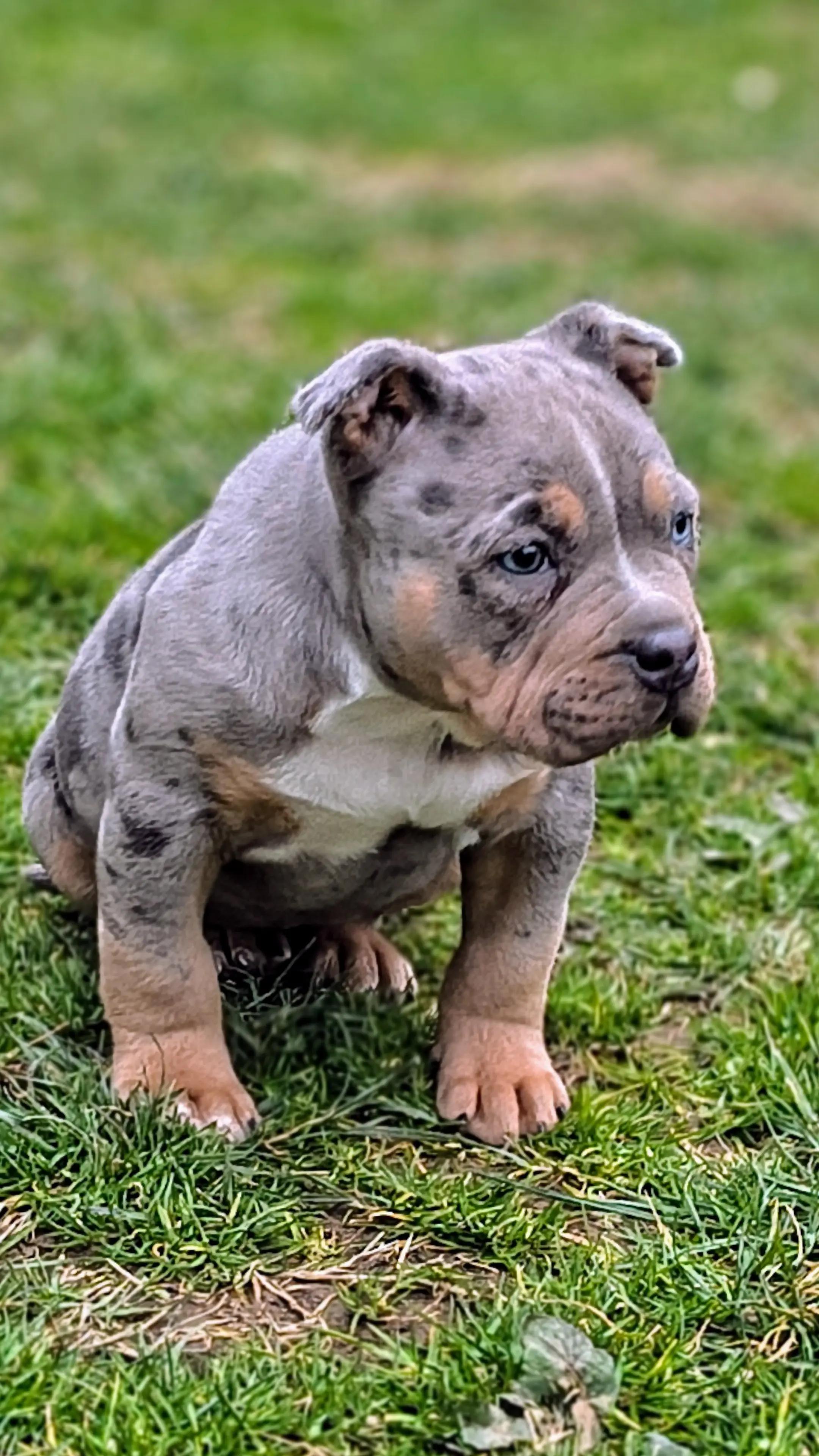@serbianbully
