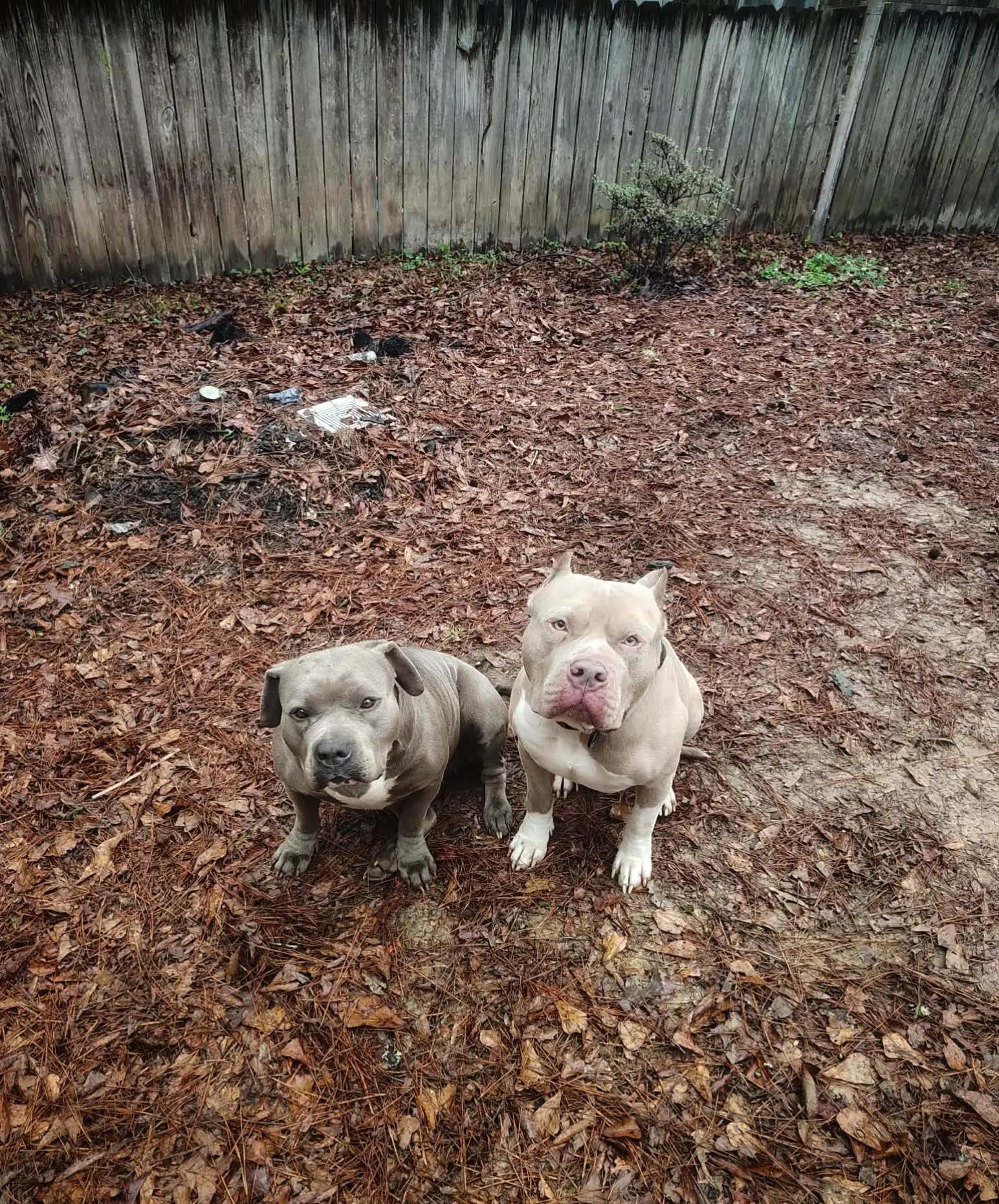 @HACHIKO LINE Bully Kennel