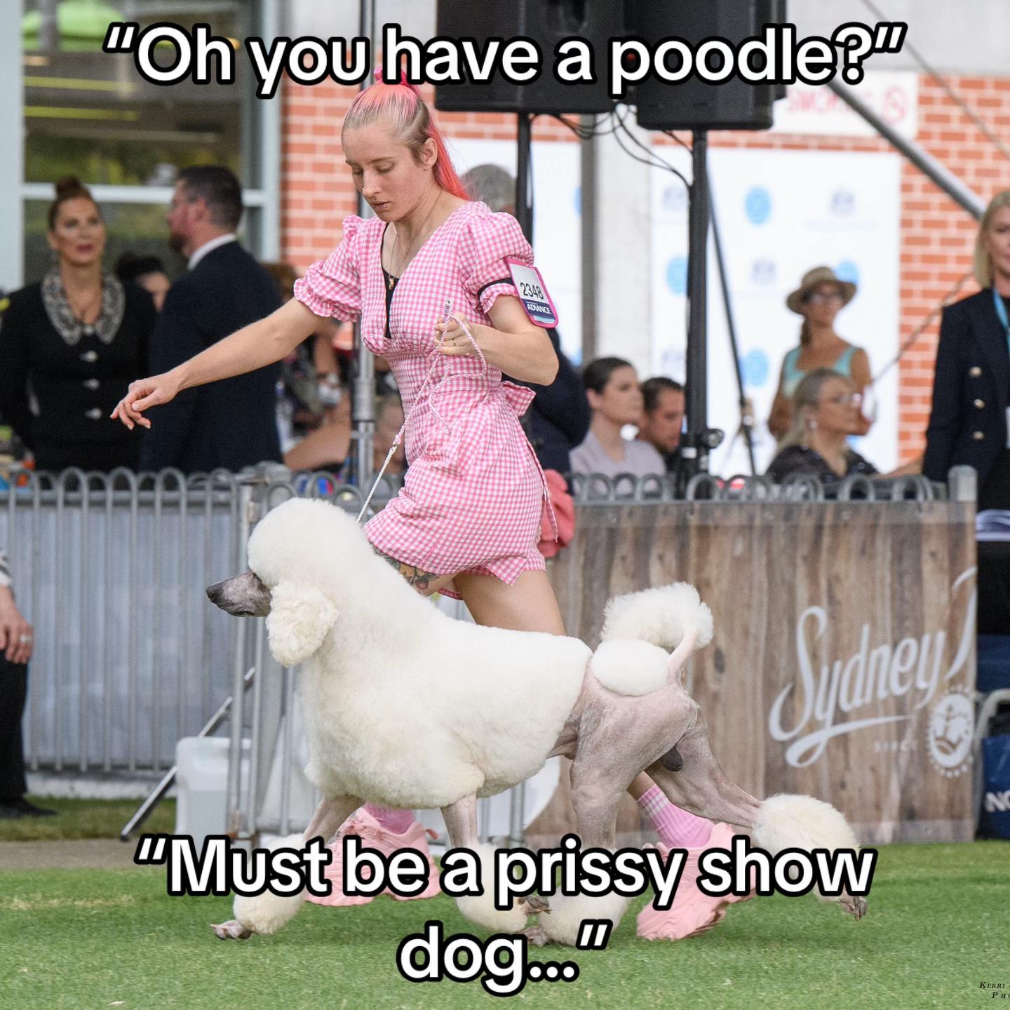 @pandorasboxofdogs