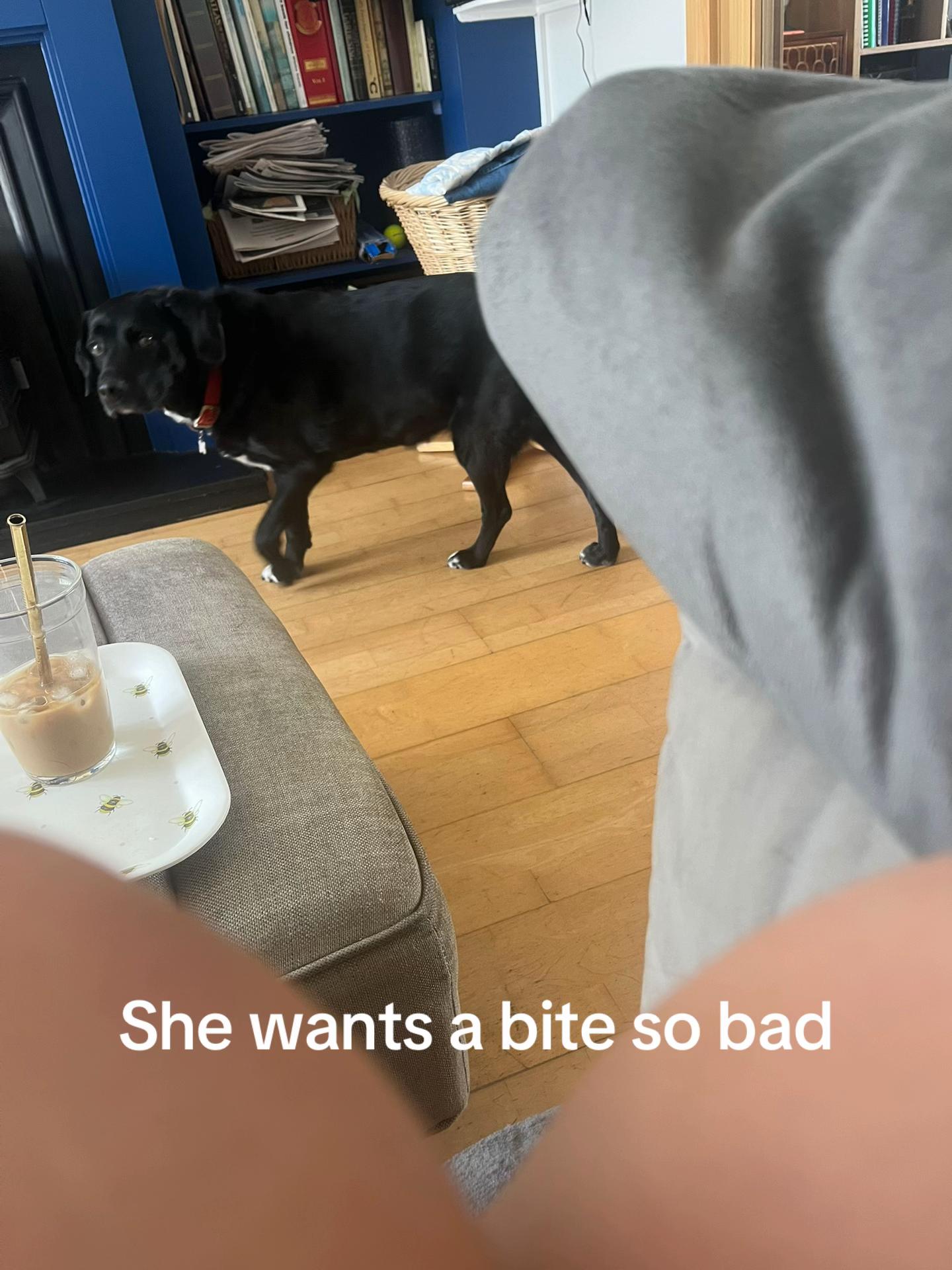 @🪁?🐈?