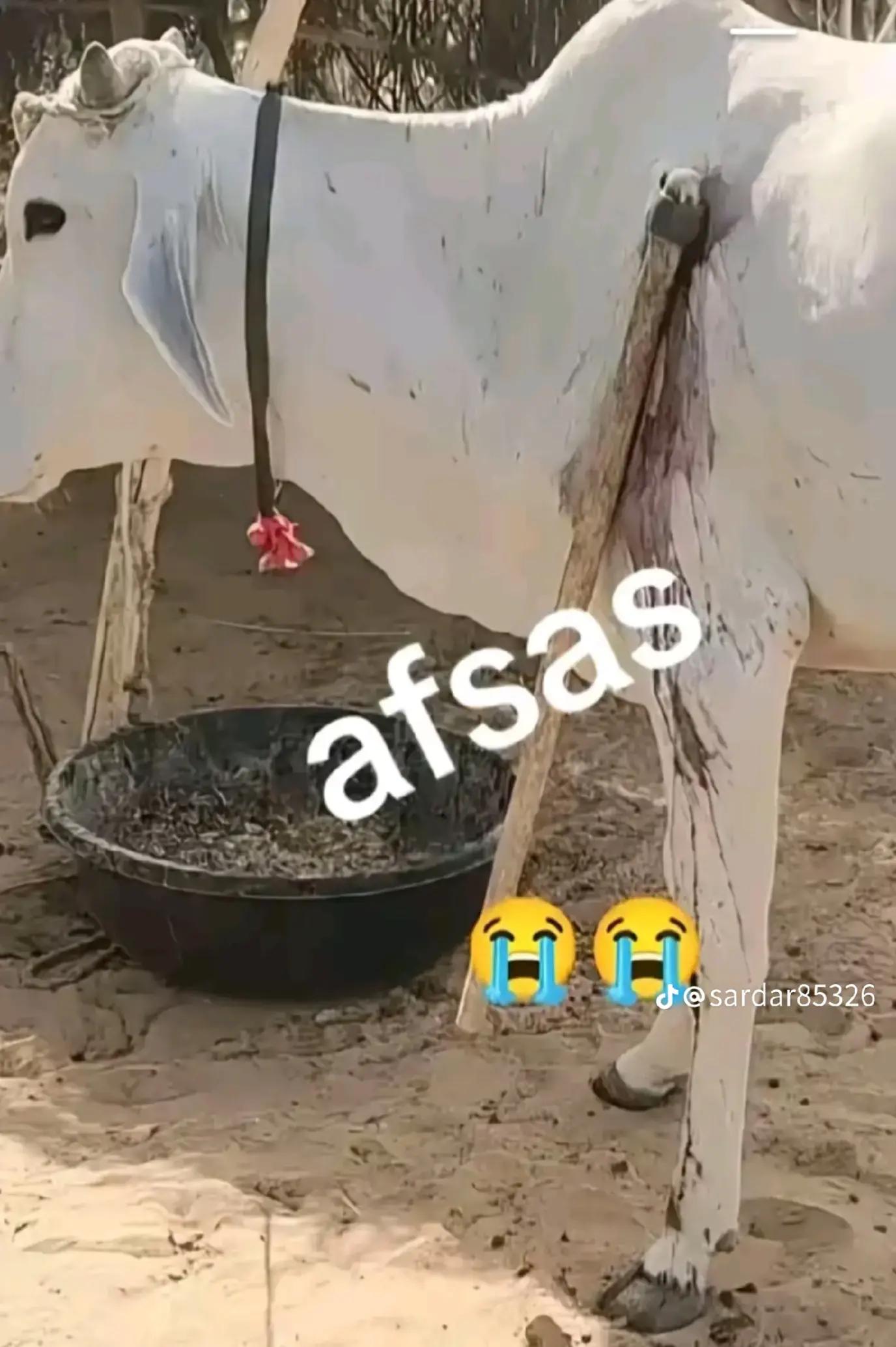 @واهبلوڇ واه