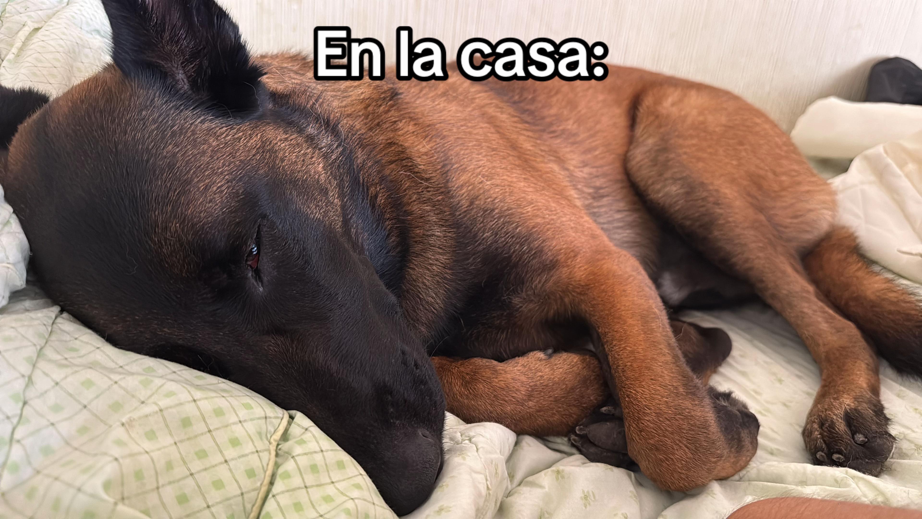 @simon_elmalinois