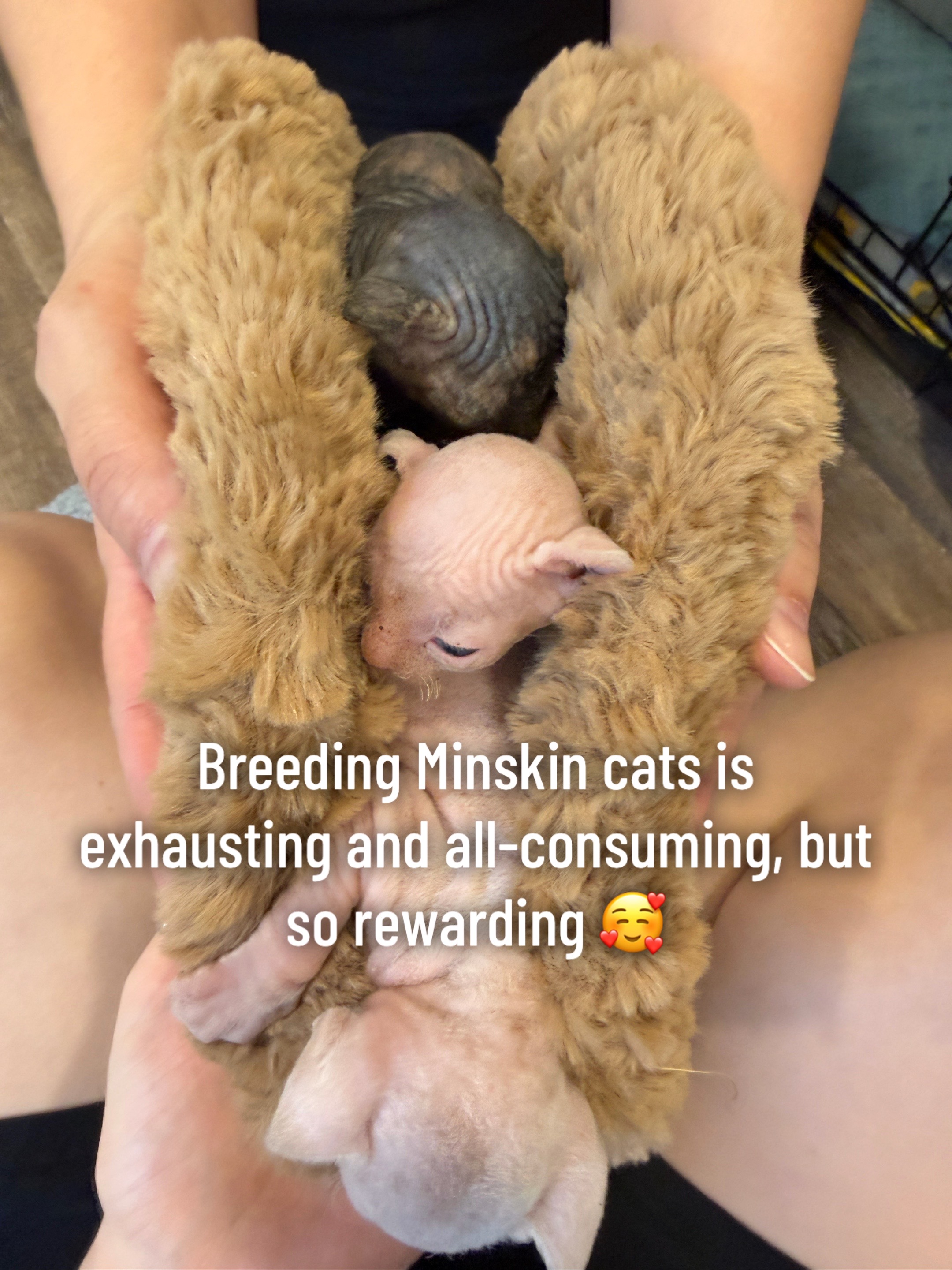 @Boba’s Buds Minskin Cats