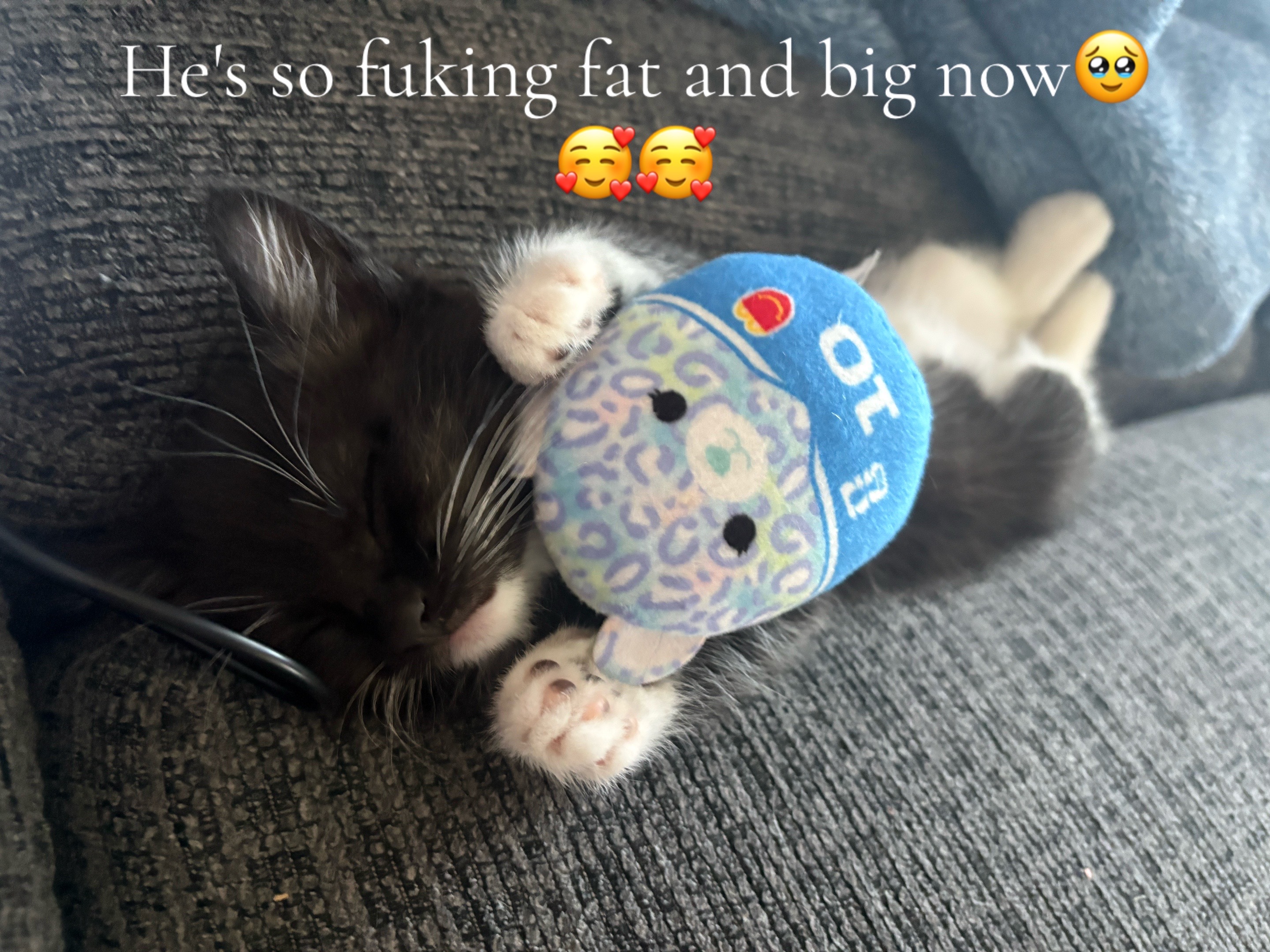 @dorkkk6