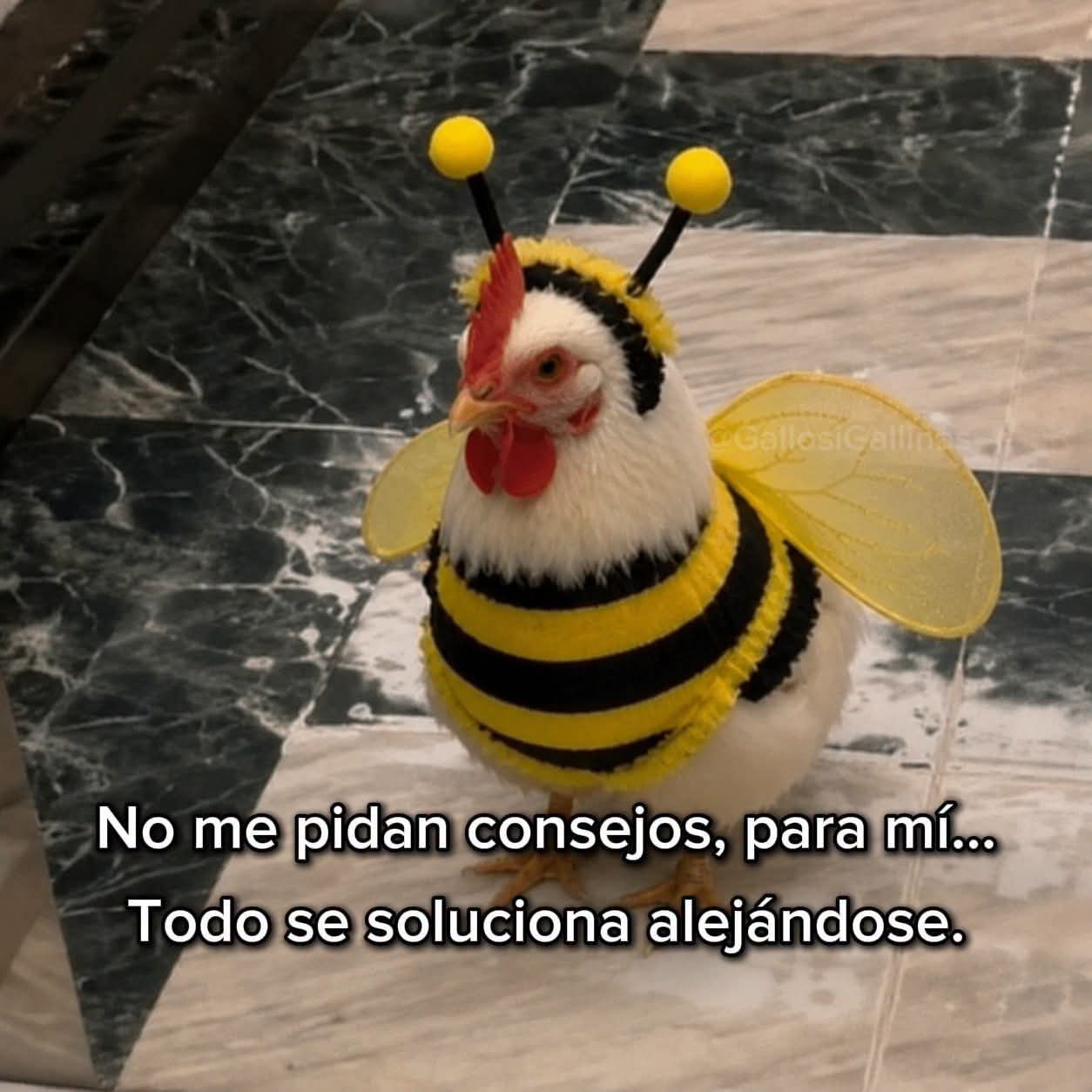 @Dixie Rodz