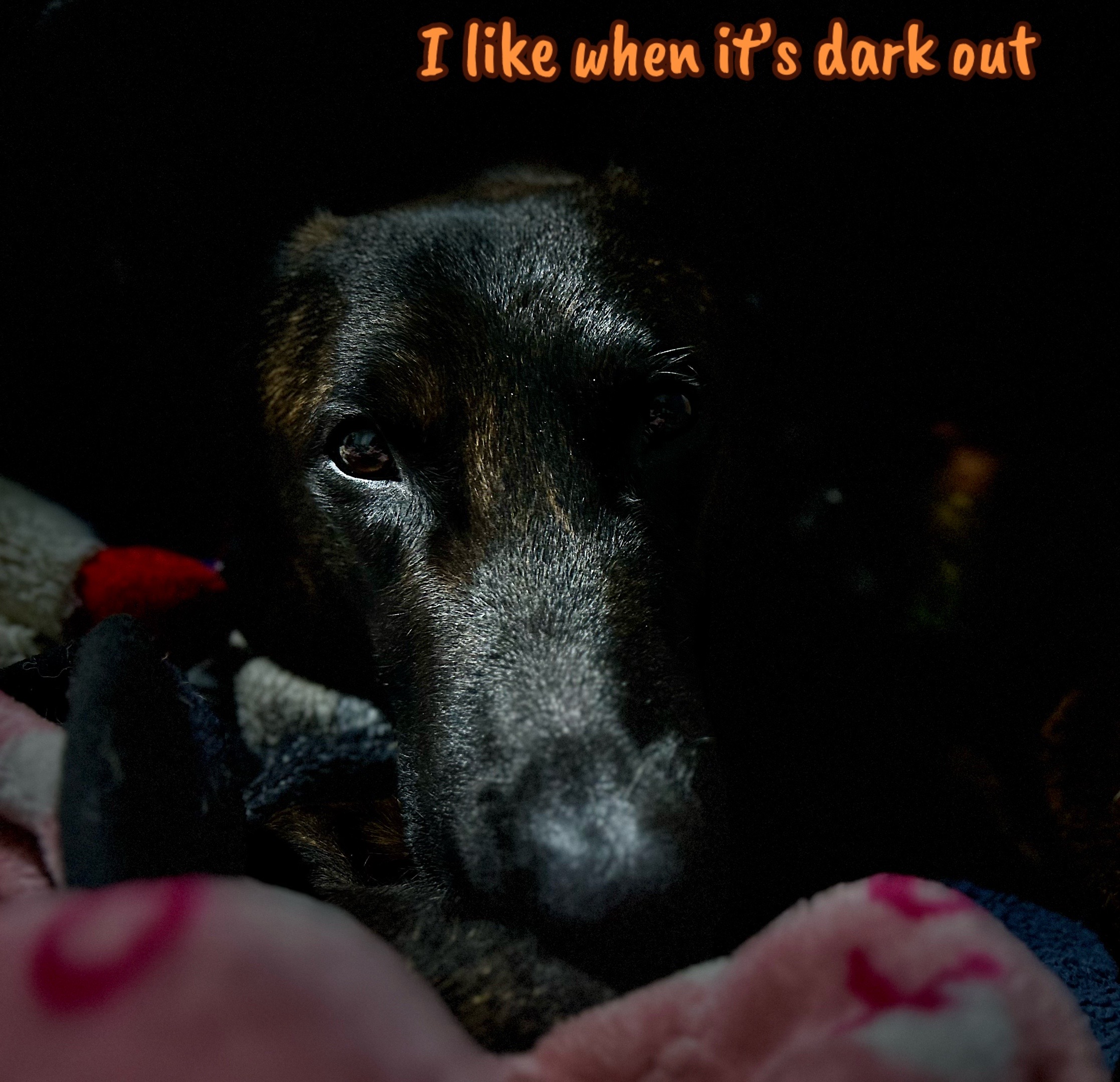 @Upsidedown&Above_corgis