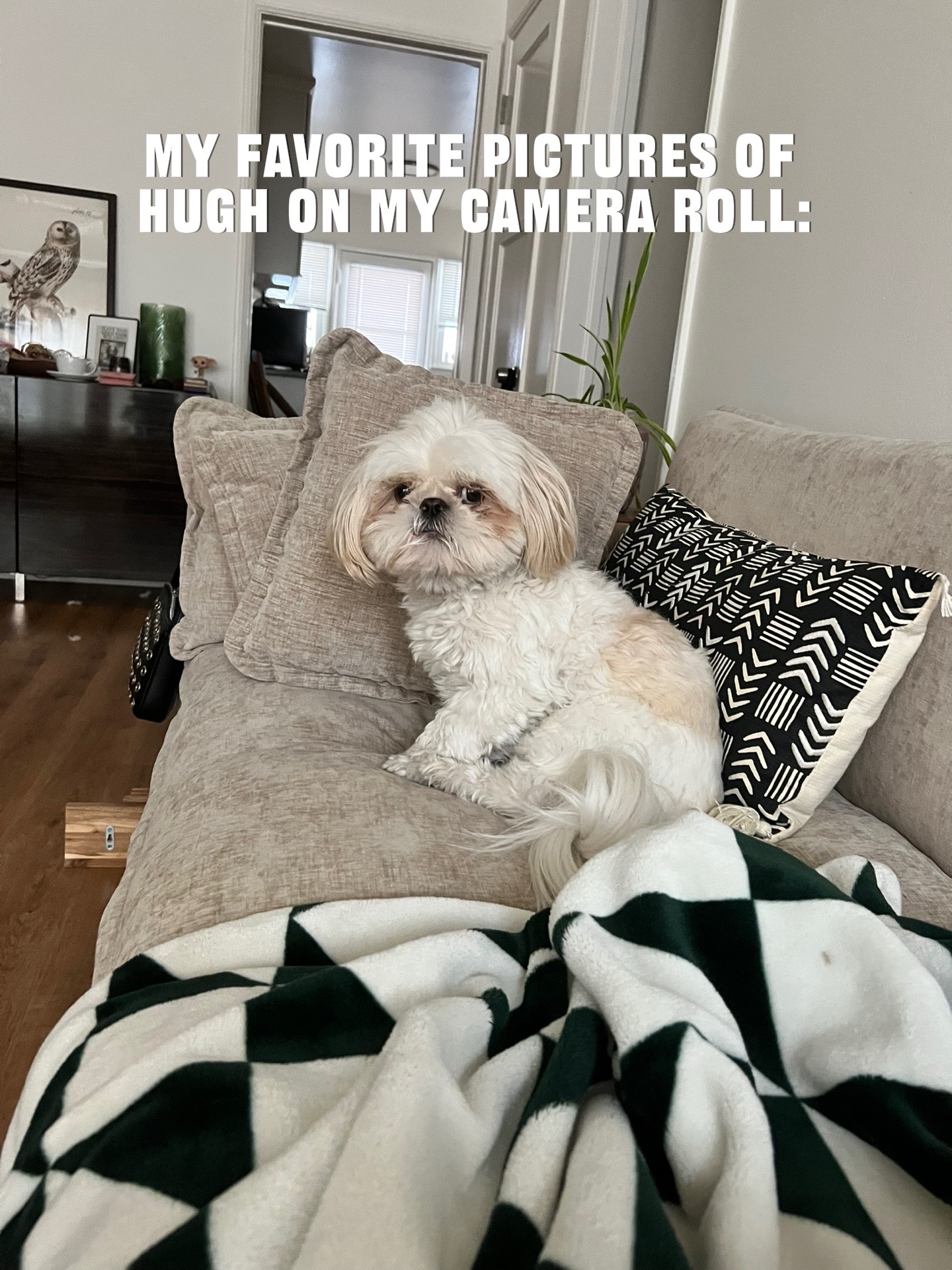 @Hugh the Shih Tzu