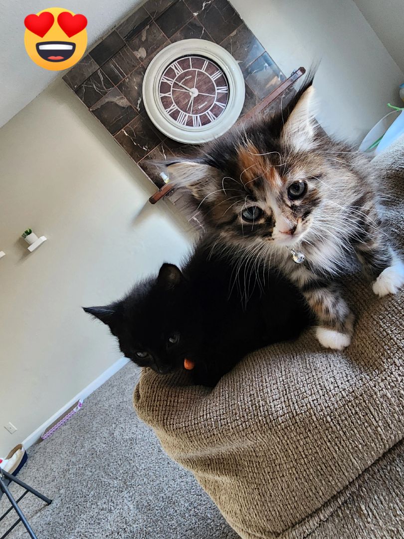 @Superkitties