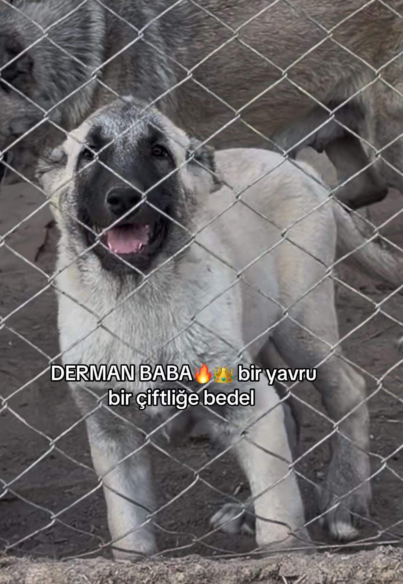 @kangalcı serkan