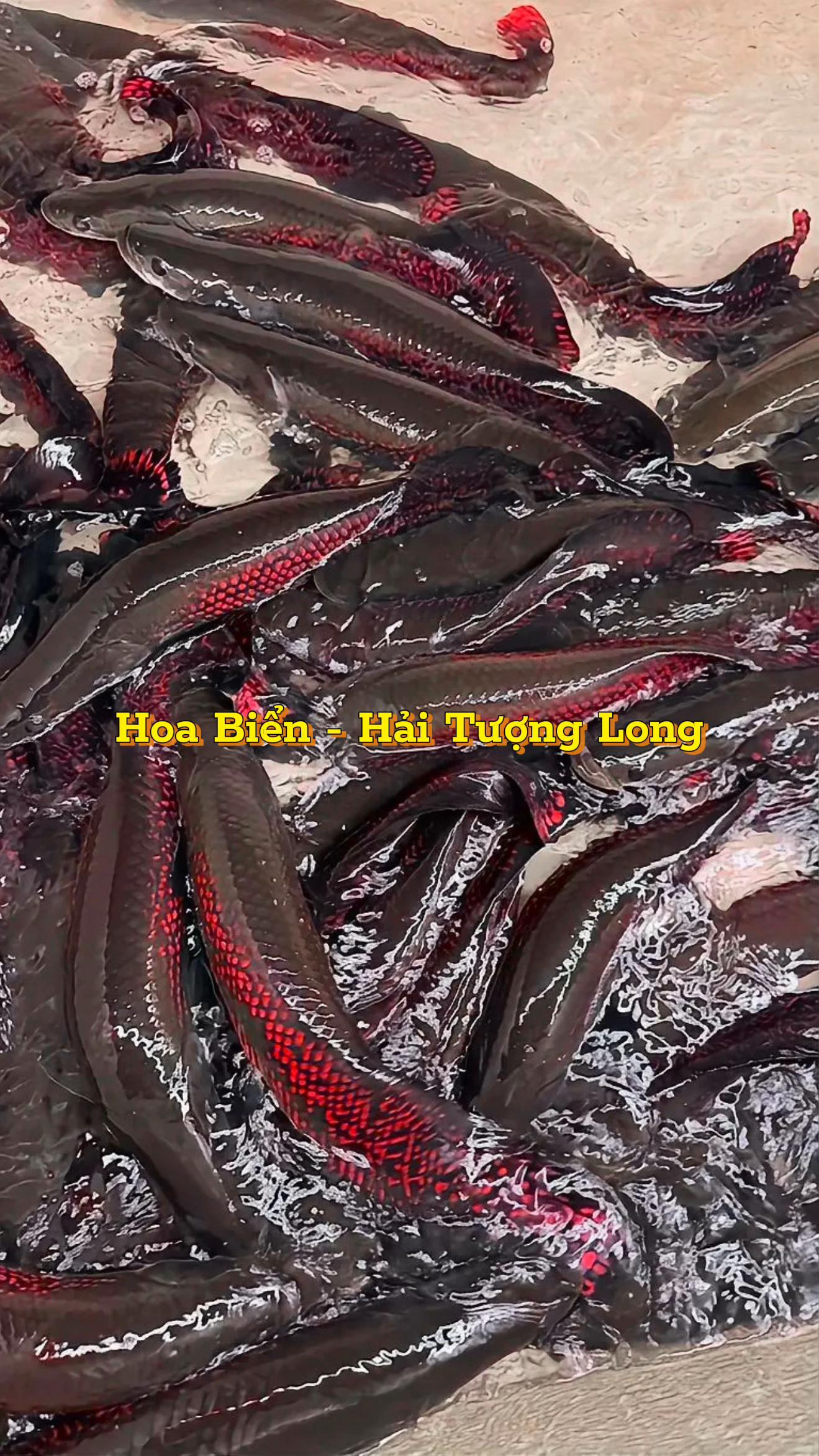 @Hoa Biển - Hải Tượng Long