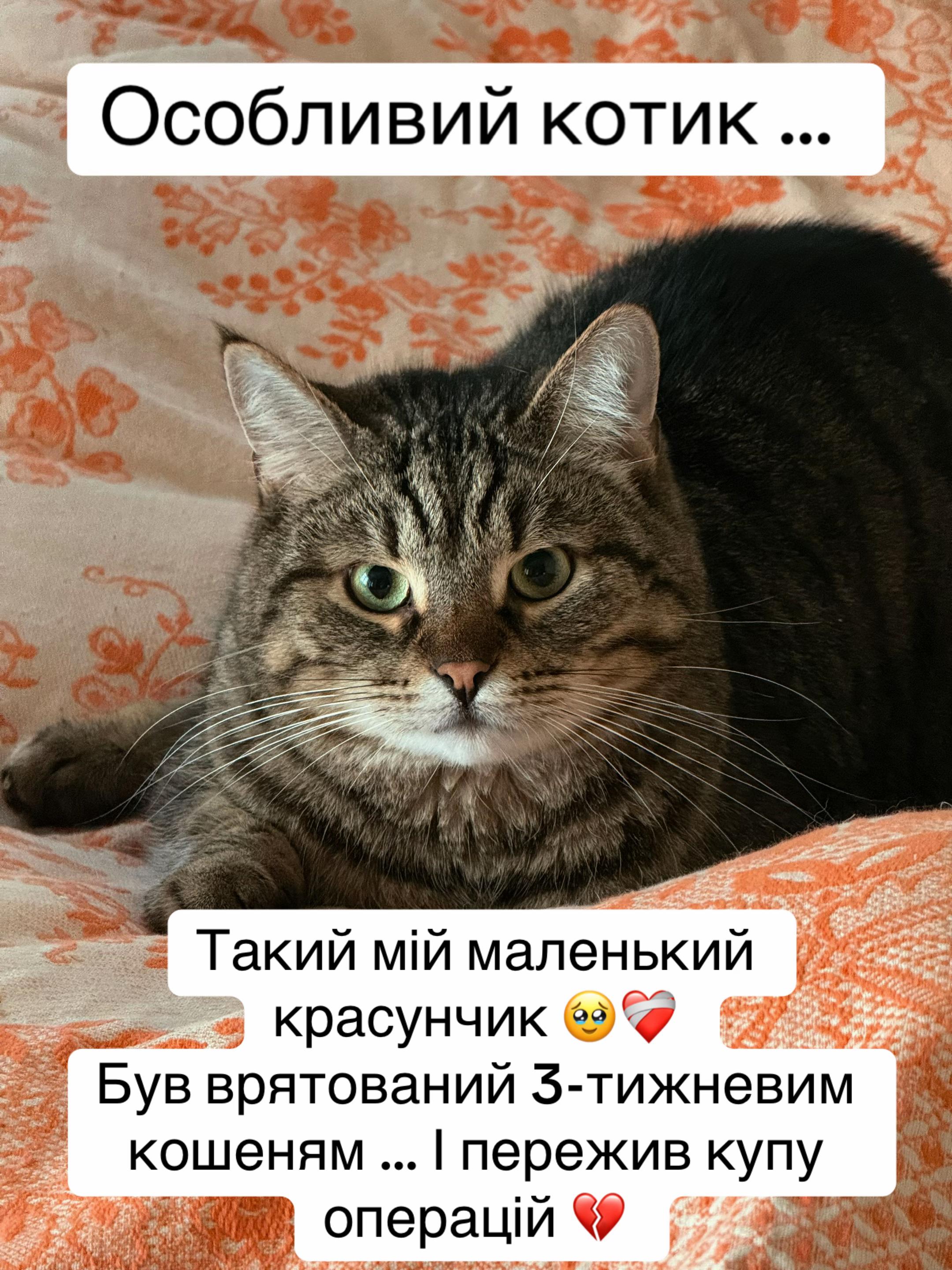 @tanya.help.animal