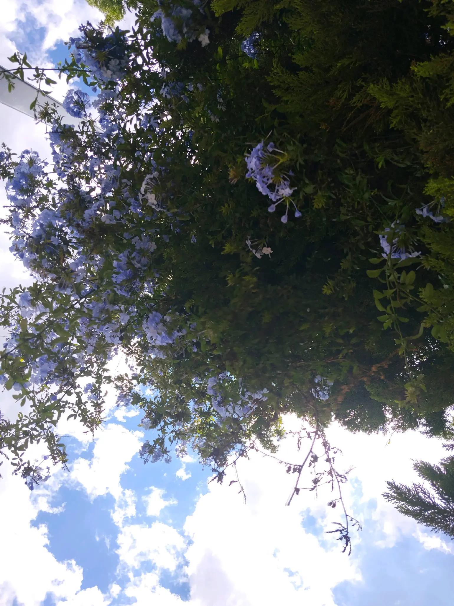 @Vl flores 💖