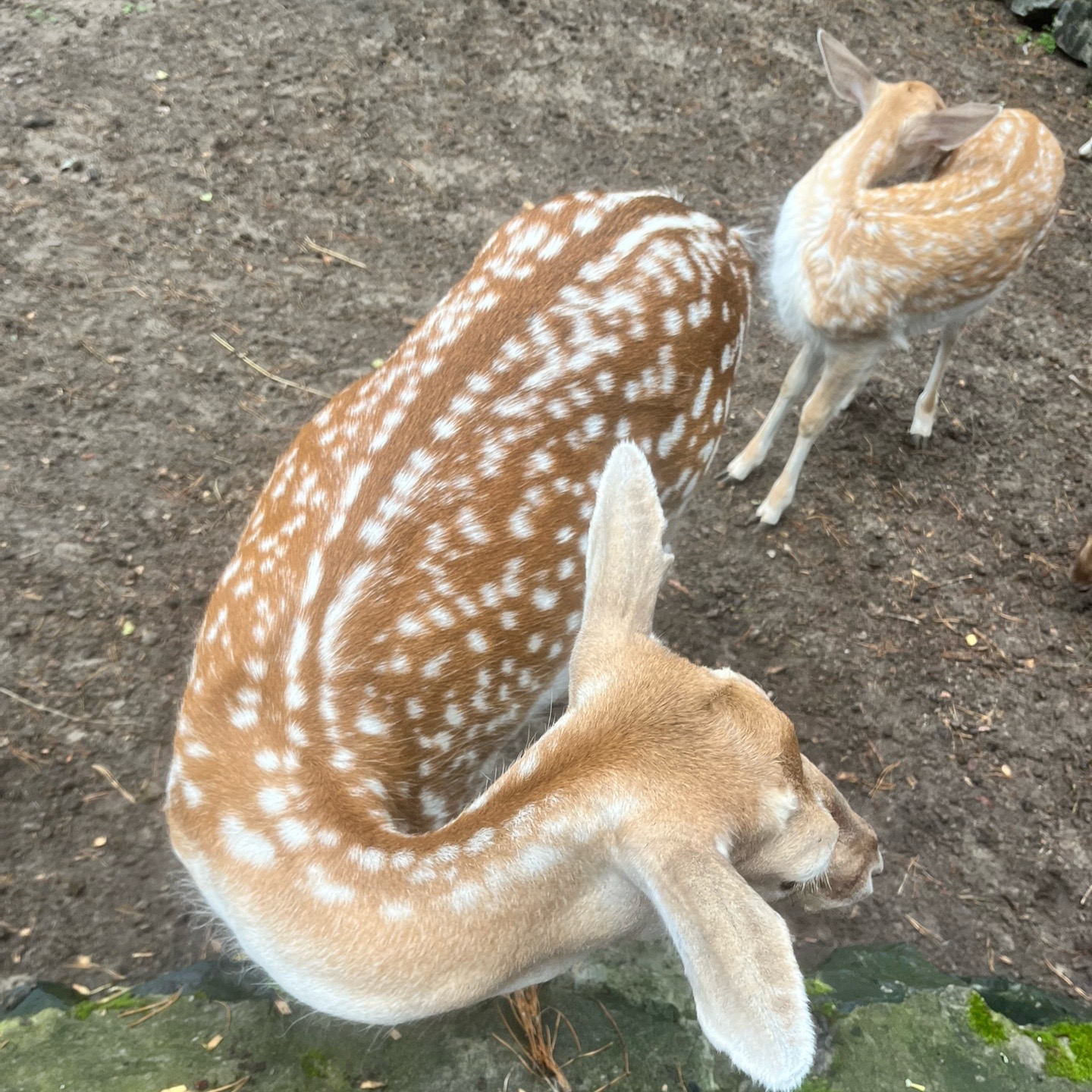 @Котек Император