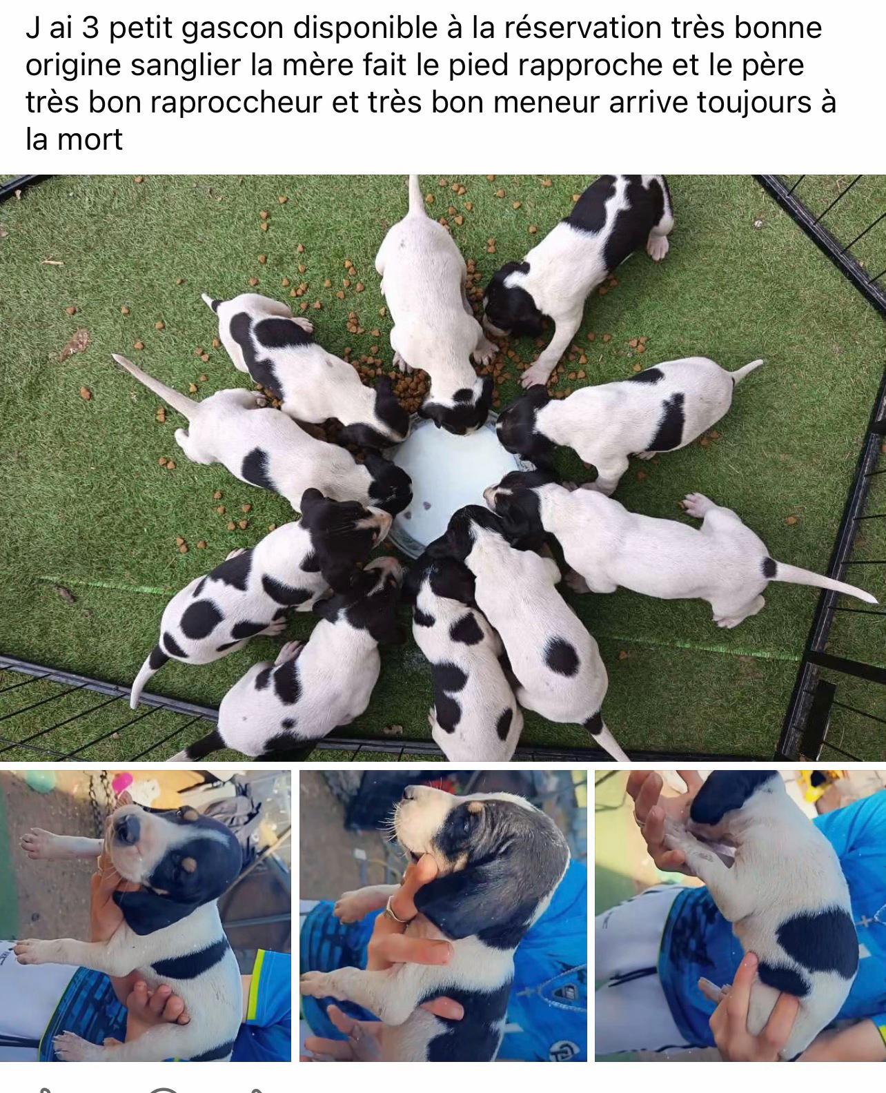 @passion du chien courant