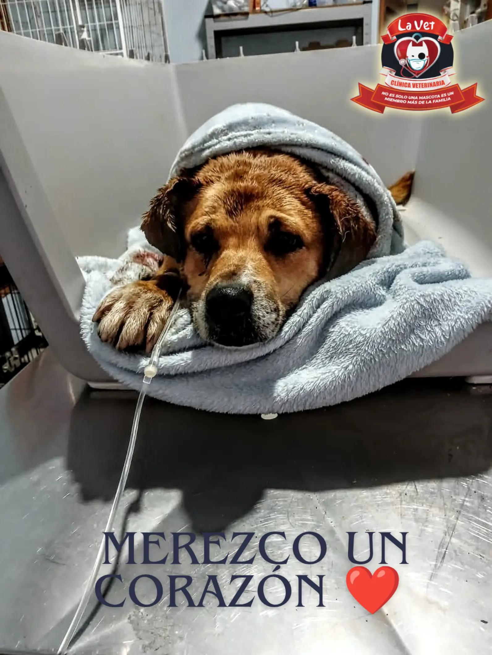 @Cl&iacute;nica la Vet Oriente