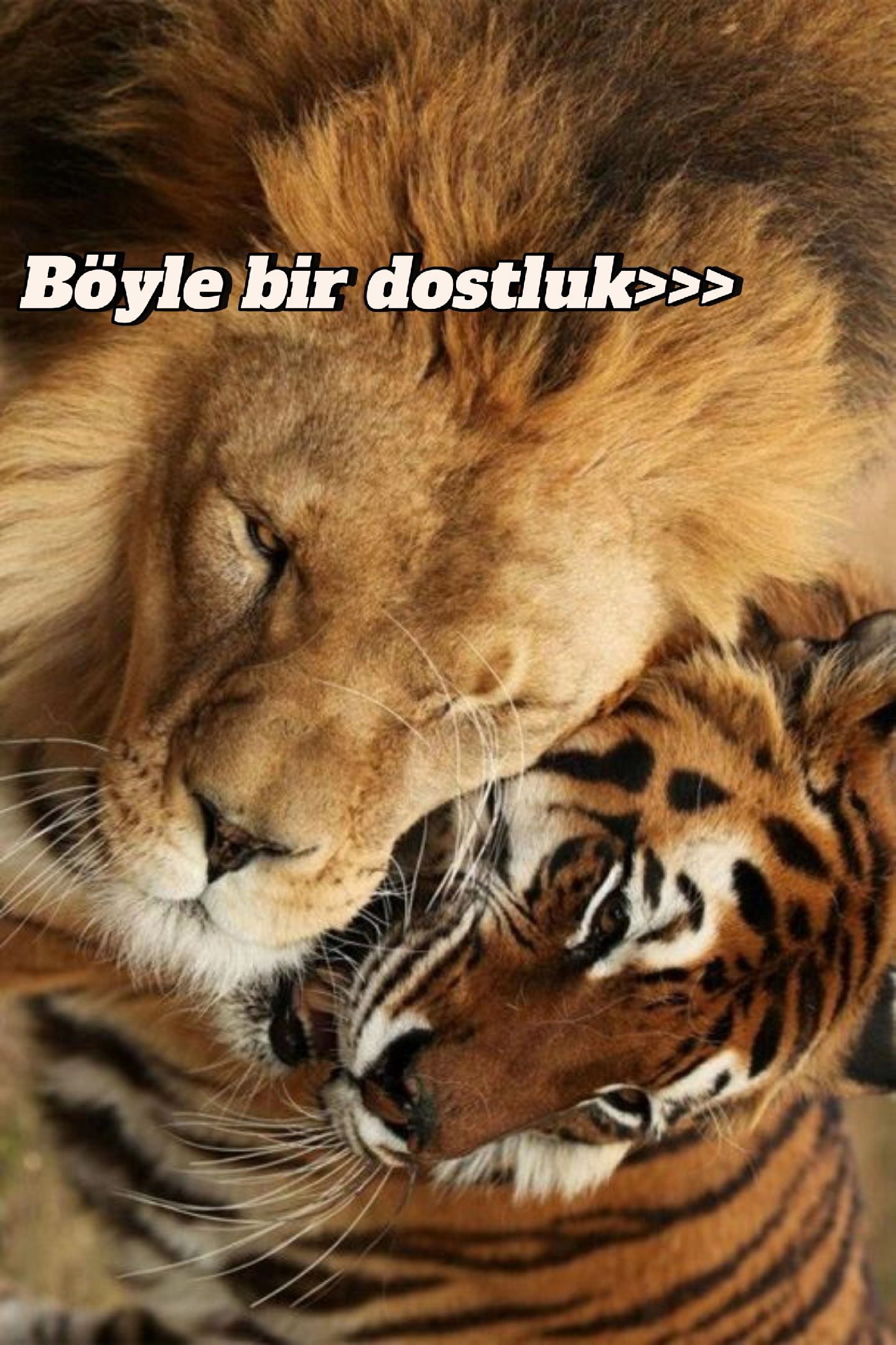 @Zeynep