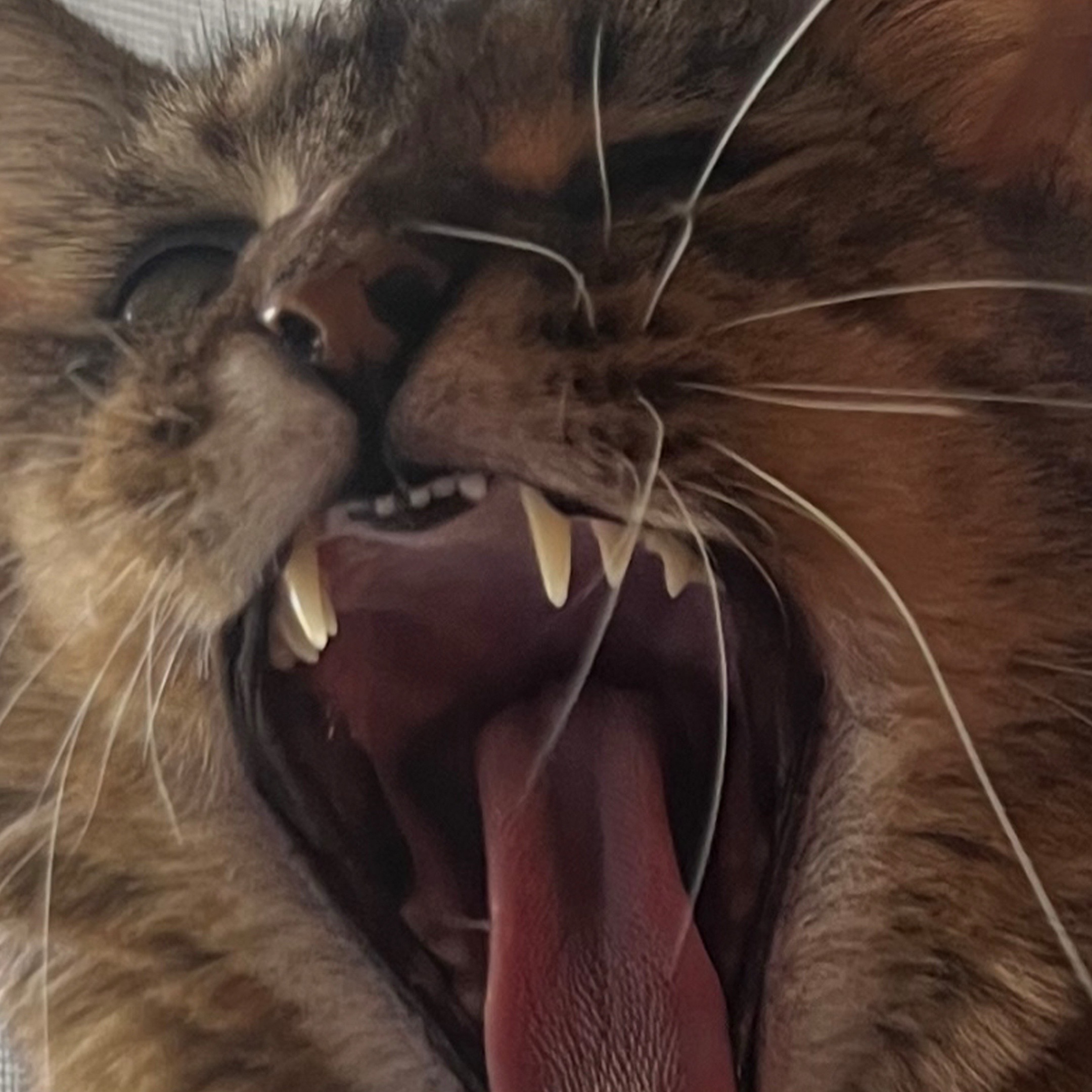 @Showing Teeth