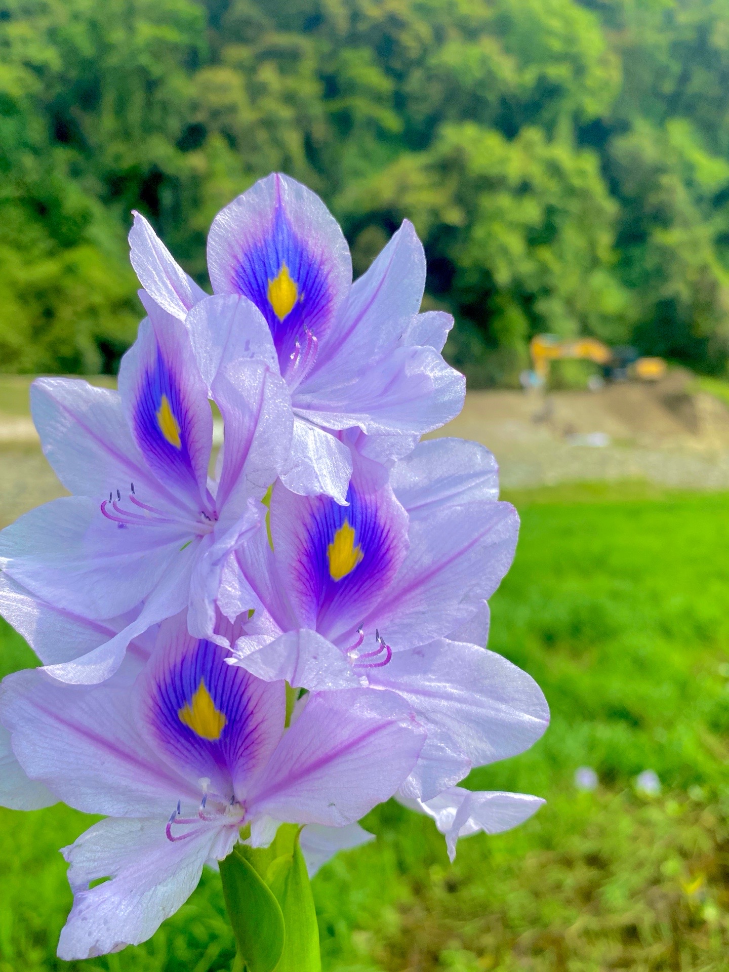@Birbhadur lama1
