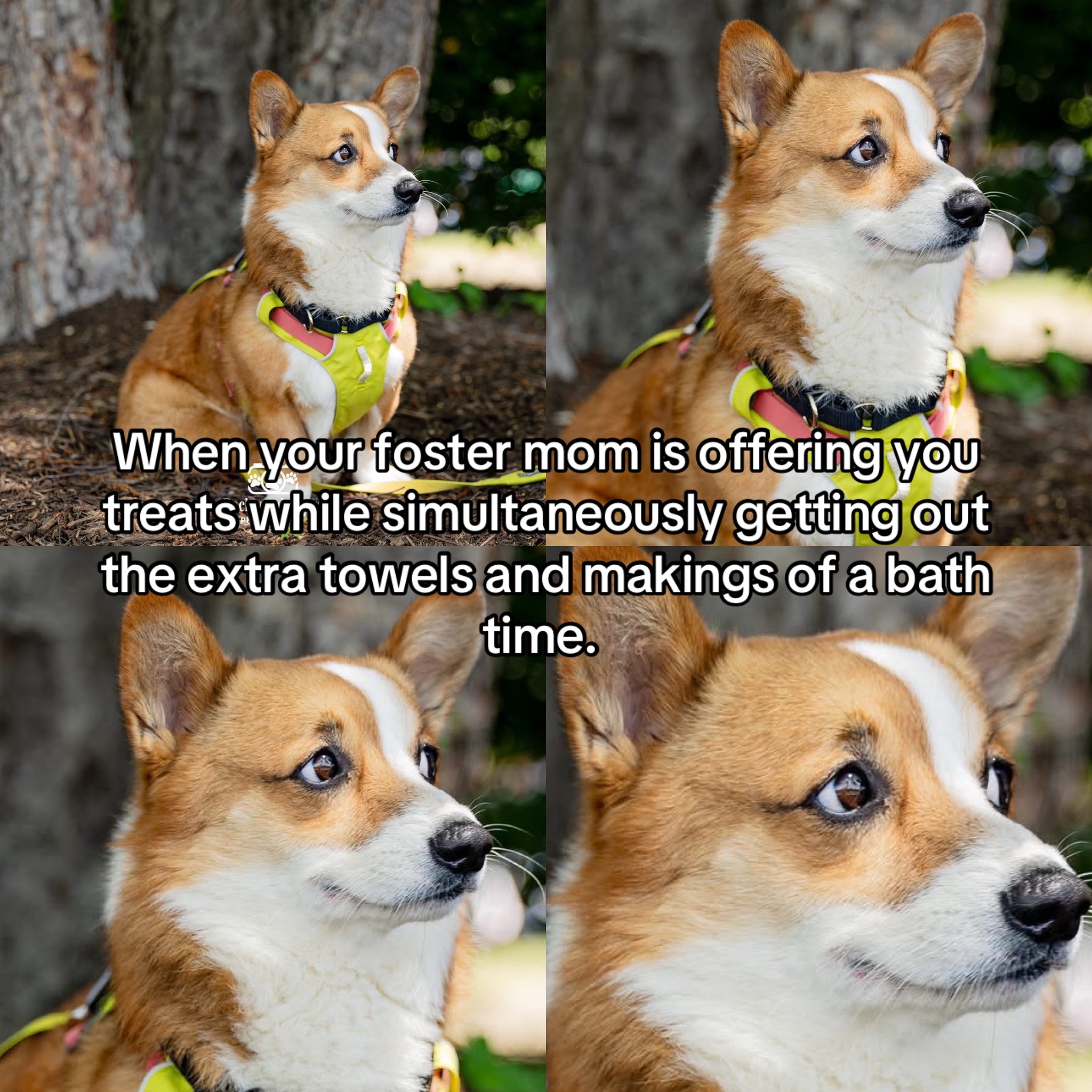 @South Jersey Corgi Rescue