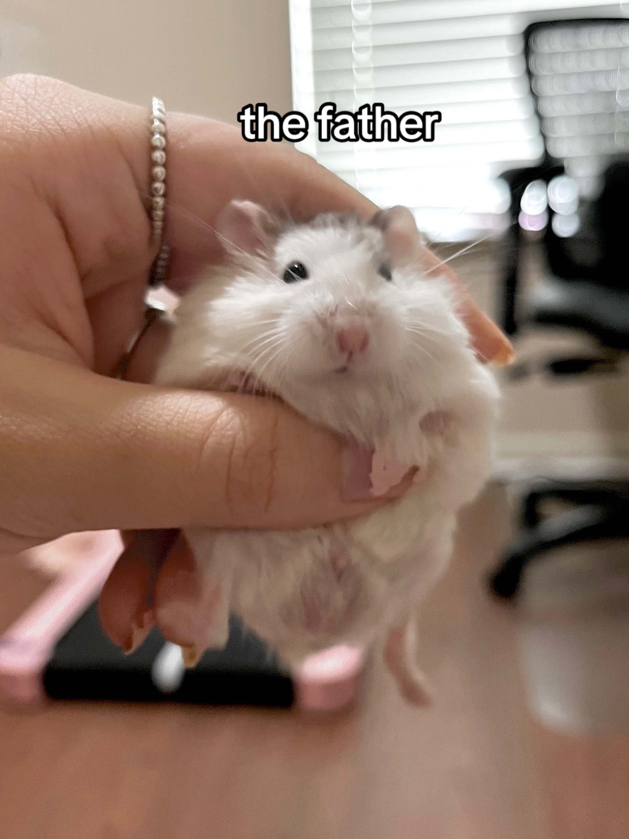 @Milkbun Hamstery 🍡