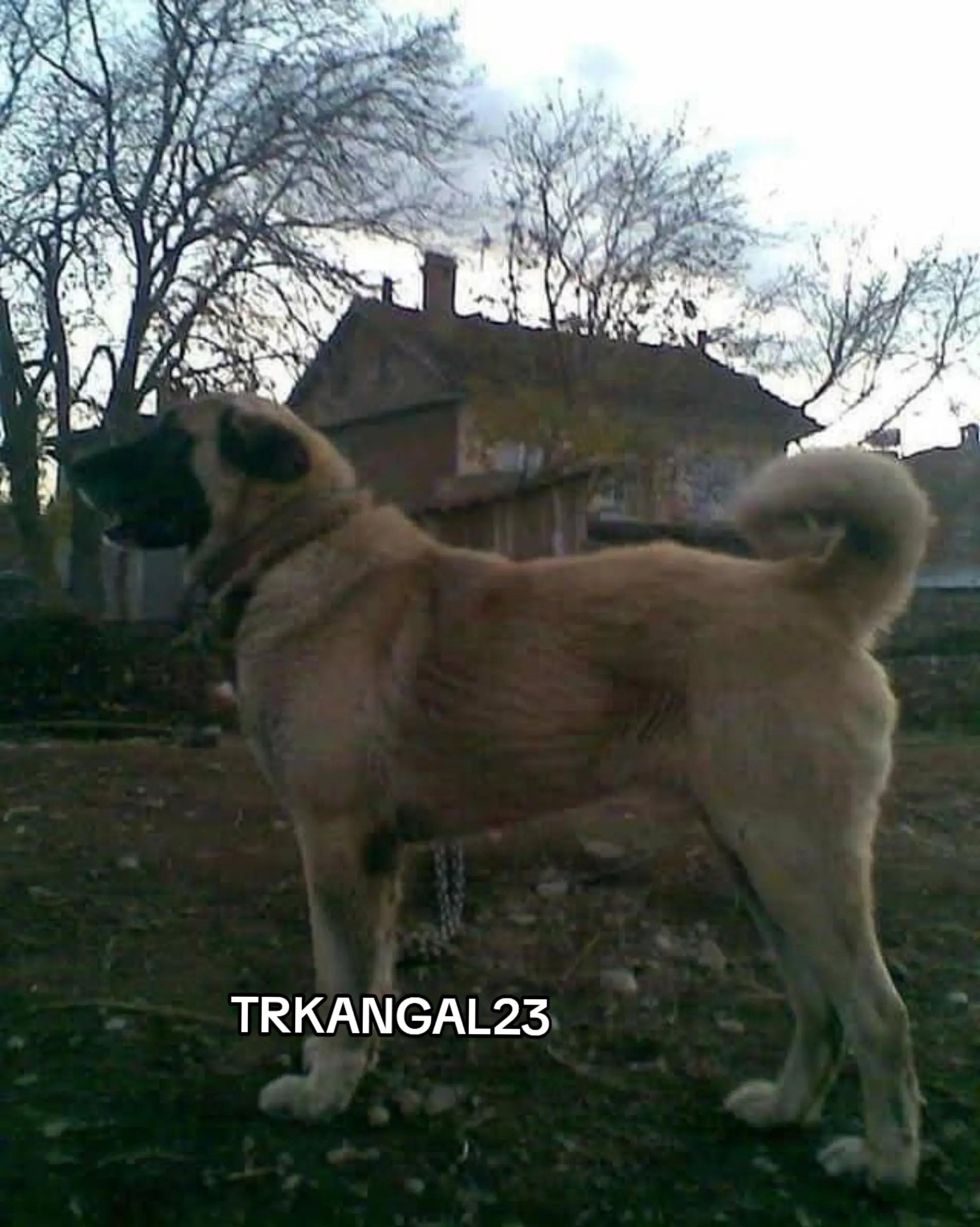 @🏆 TRKANGAL23 🏆