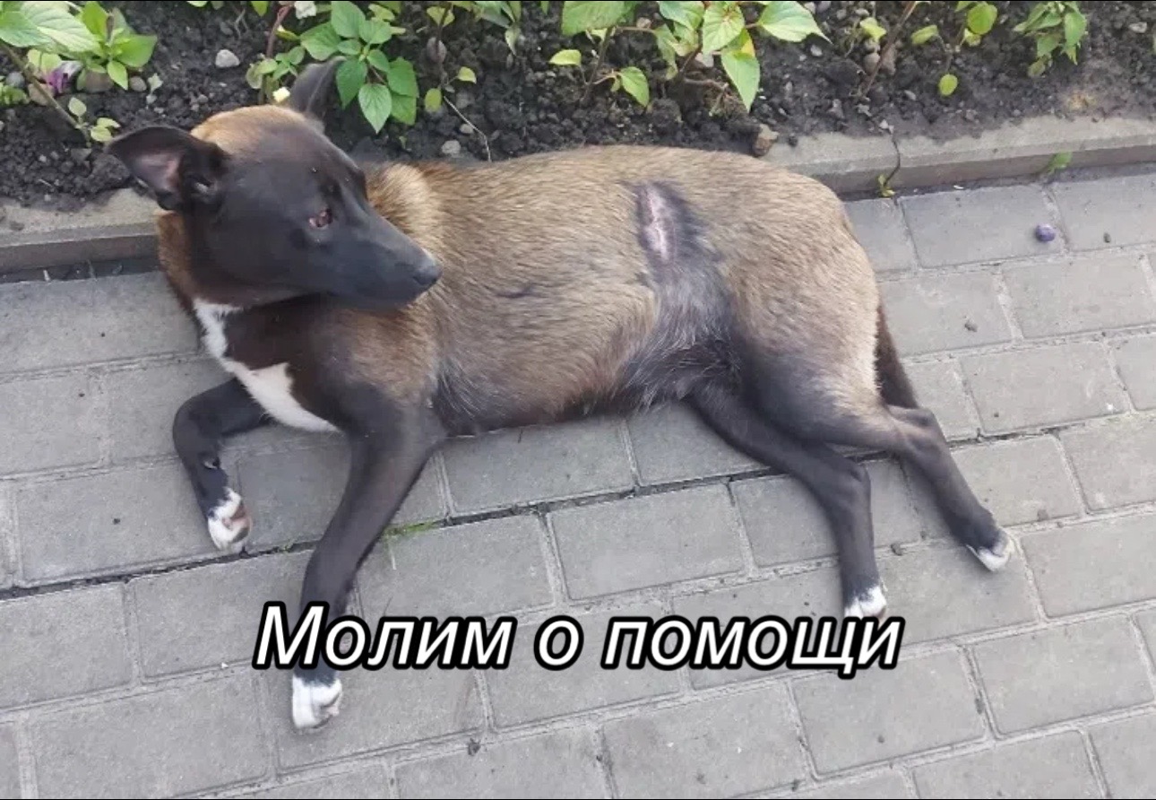 @Приют Потеряшка