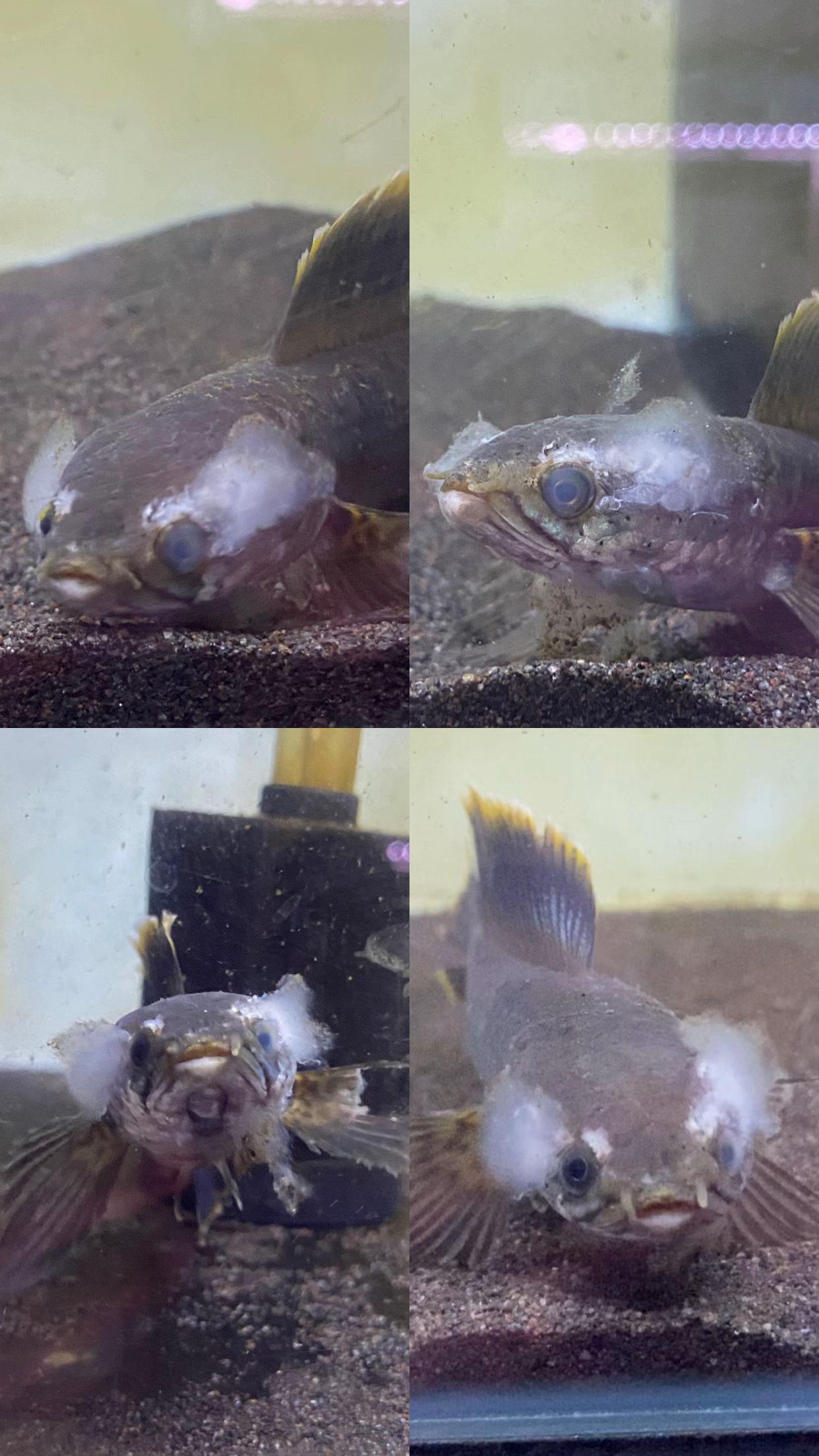 @RAP_Fish